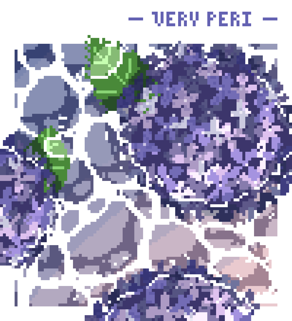 VERY PERI HYDRANGEAS