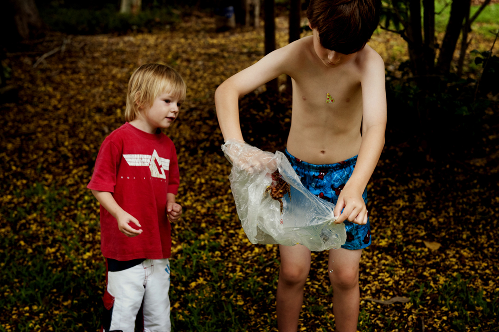Bufo Marinus Queensland, Australia
