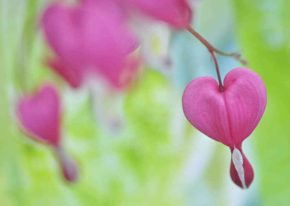 Nr. 161 Flammendes Herz / Lamprocapnos spectabilis