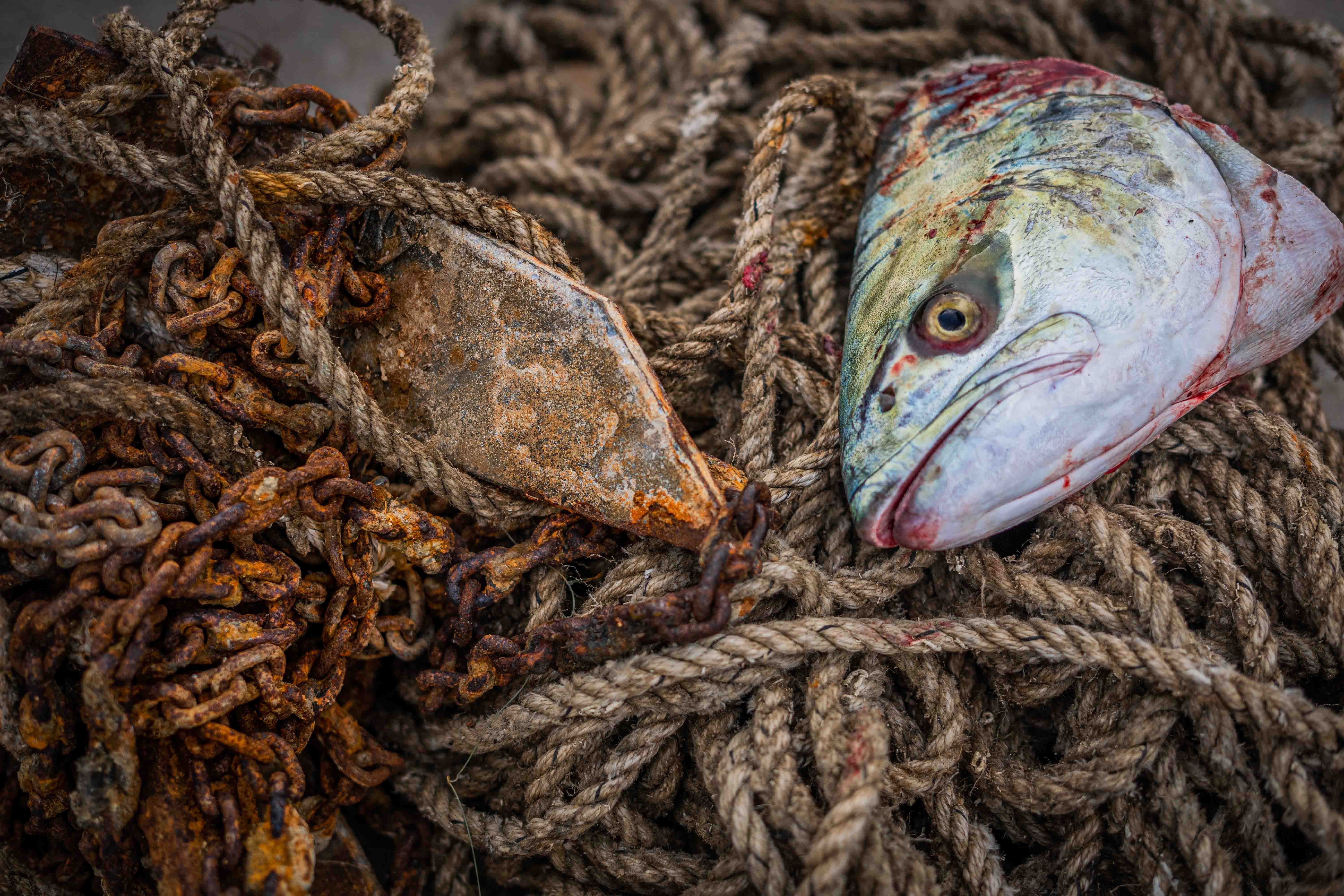 Les restes sont jetés à la mer ou laissés aux mouettes. Celui-là a été récupéré avant que la nature le reprenne par un de ces hommes qui a l’habitude de se rendre au port. 