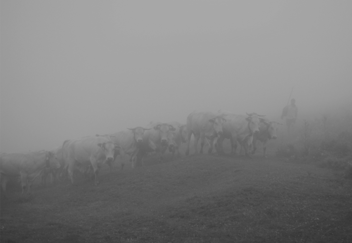 © Laurent Férrière