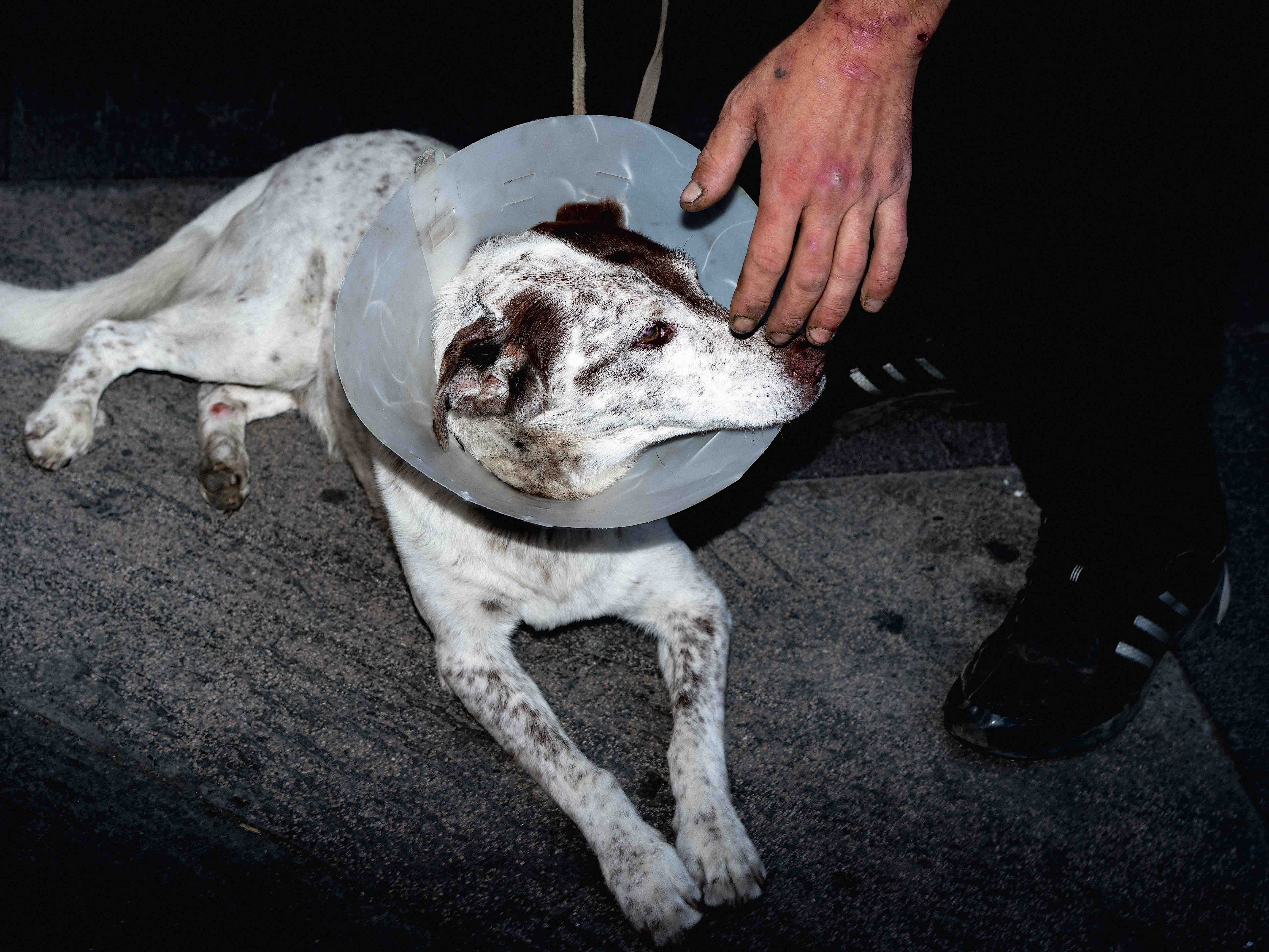 Hand, Feet, Dog, Rogoredo, 2019