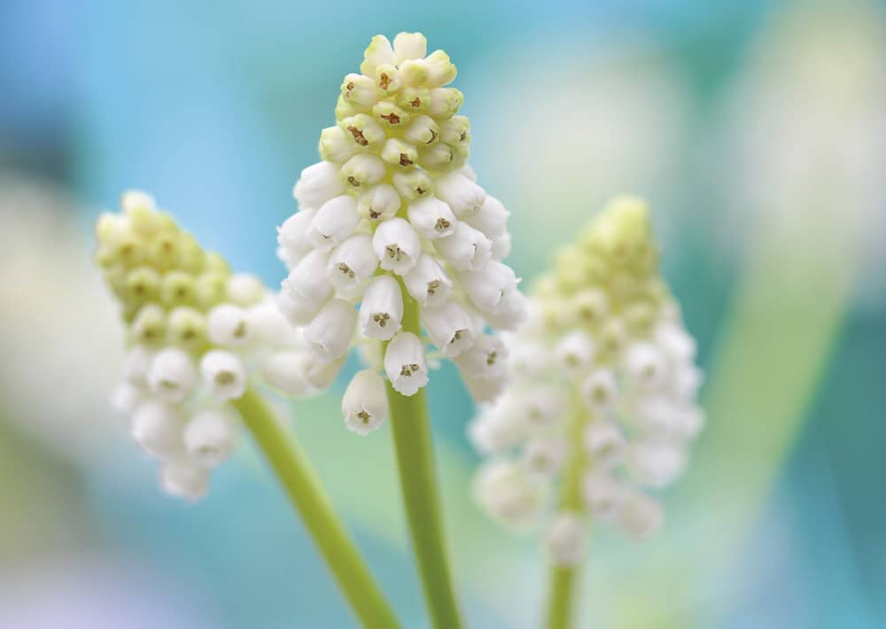Nr. 185 Traubenhyazinthe / Muscari 