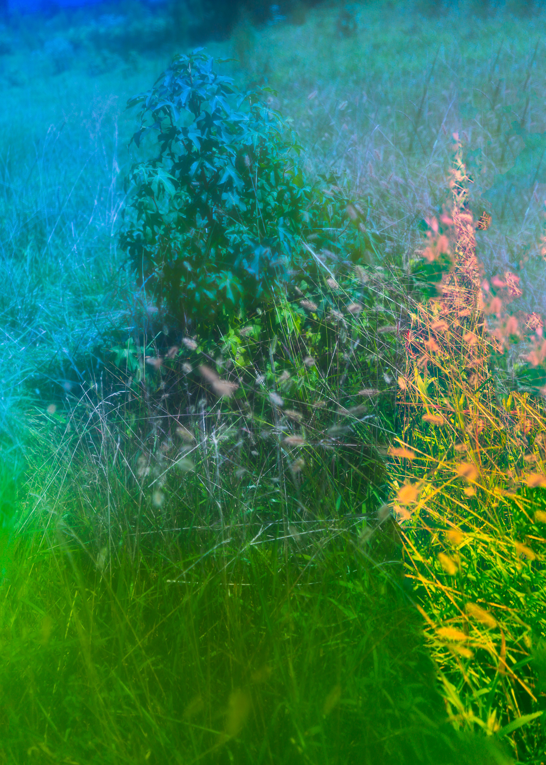 Untitled (Raleigh), 2020, Archival Inkjet Print, Dimensions Variable