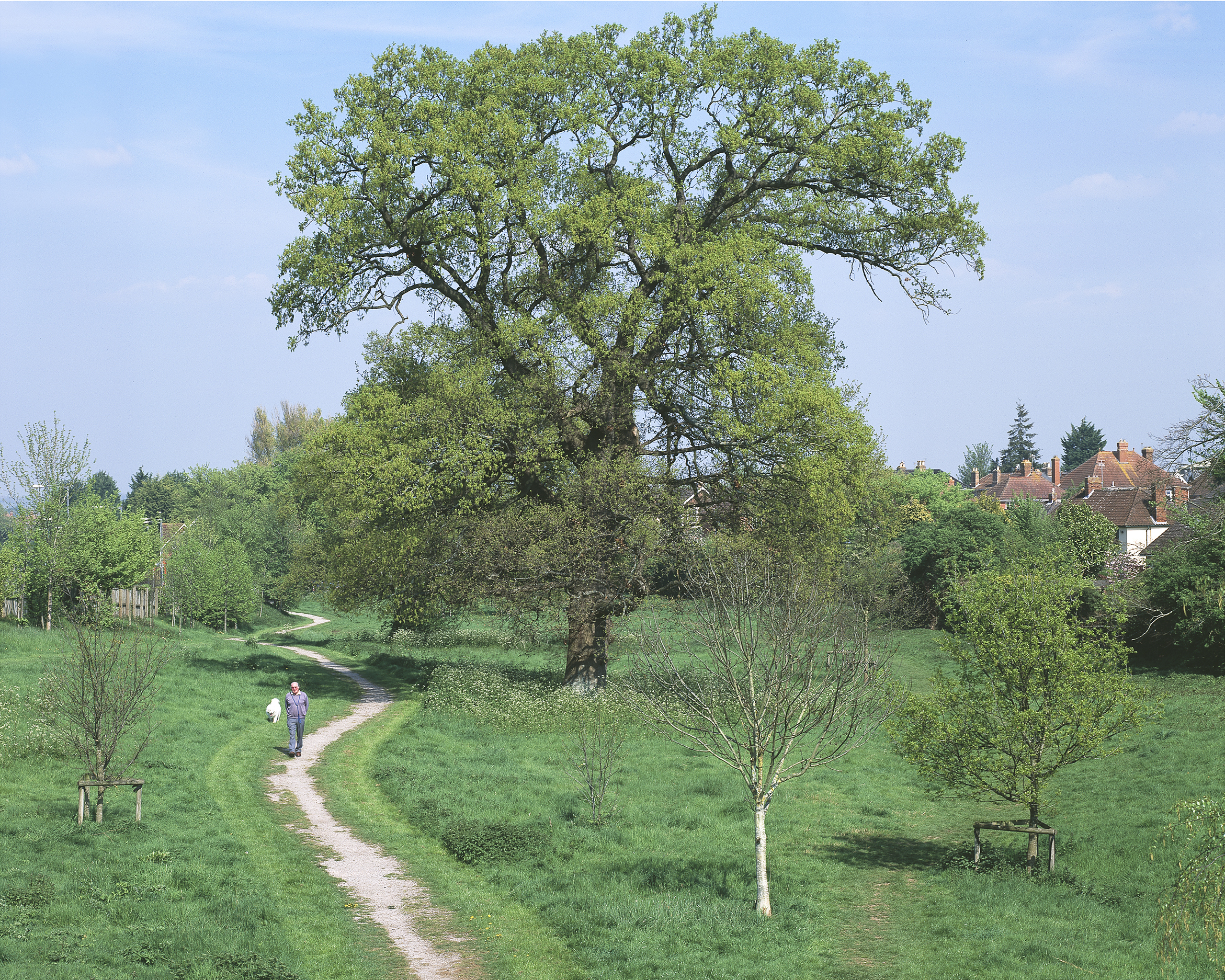 White gate, underneath the Oak tree. April 2011