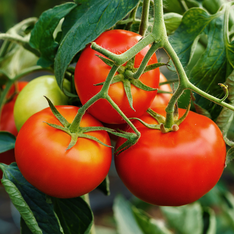 Three big, red tomatoes hanging on stem
