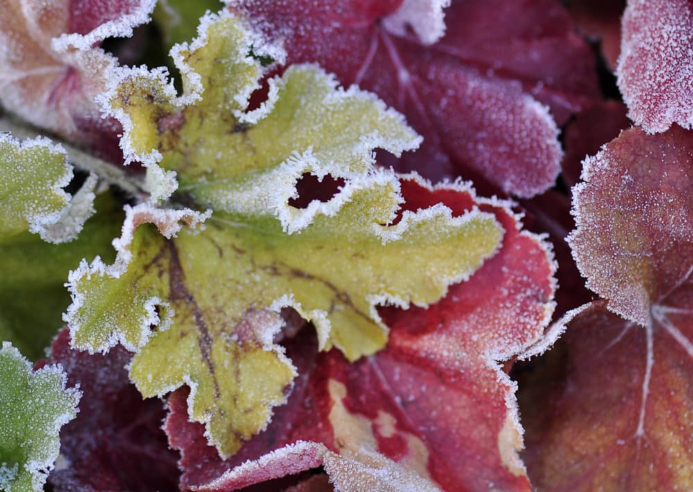 Nr. 202 kristallener Blattschmuck