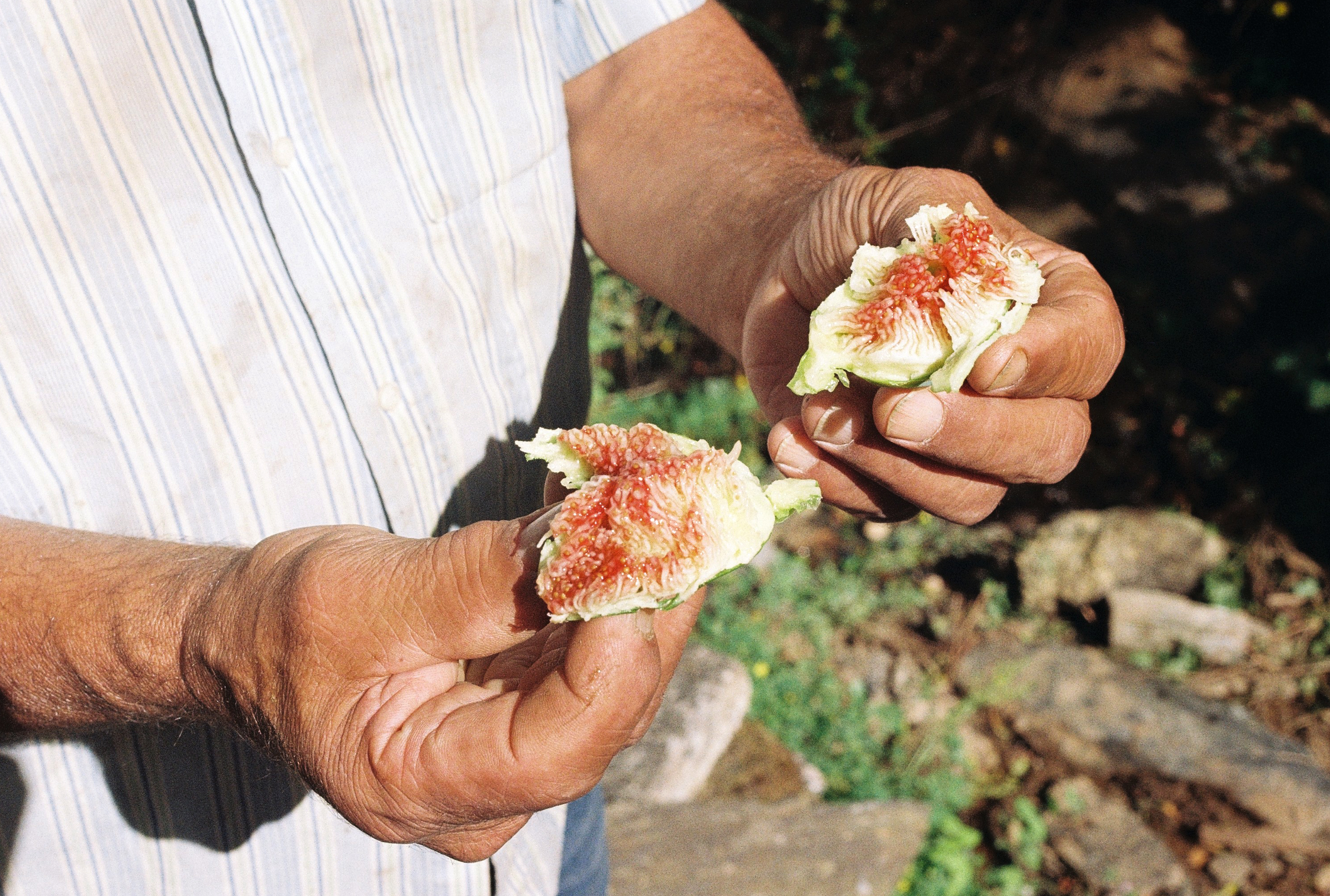 Grandfather, Carviçais Portugal, 2024, Canon FTb