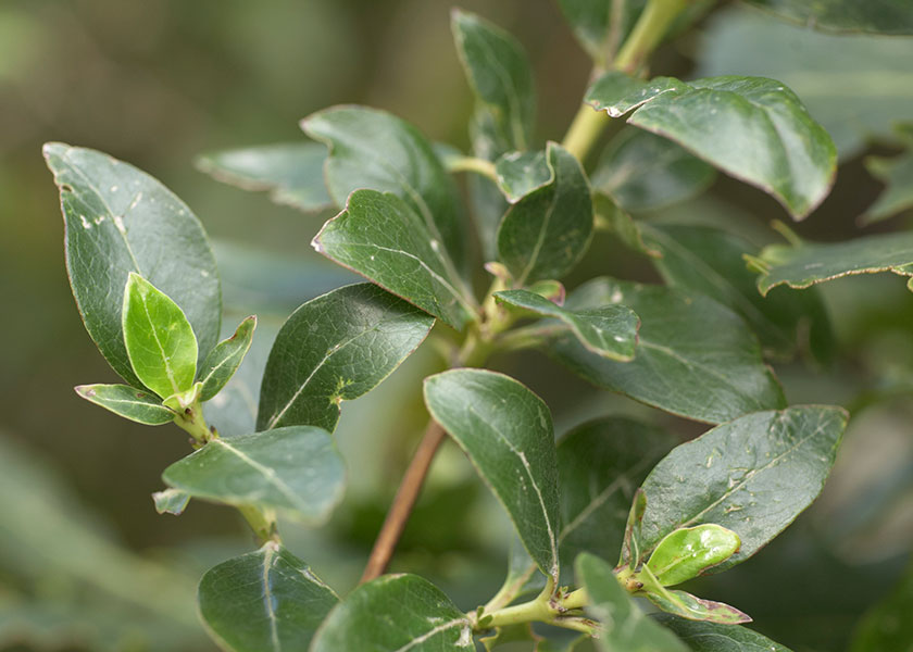 Karamu, Coprosma robusta Raoul. CC BY 4.0. © Te Papa (SP088783)