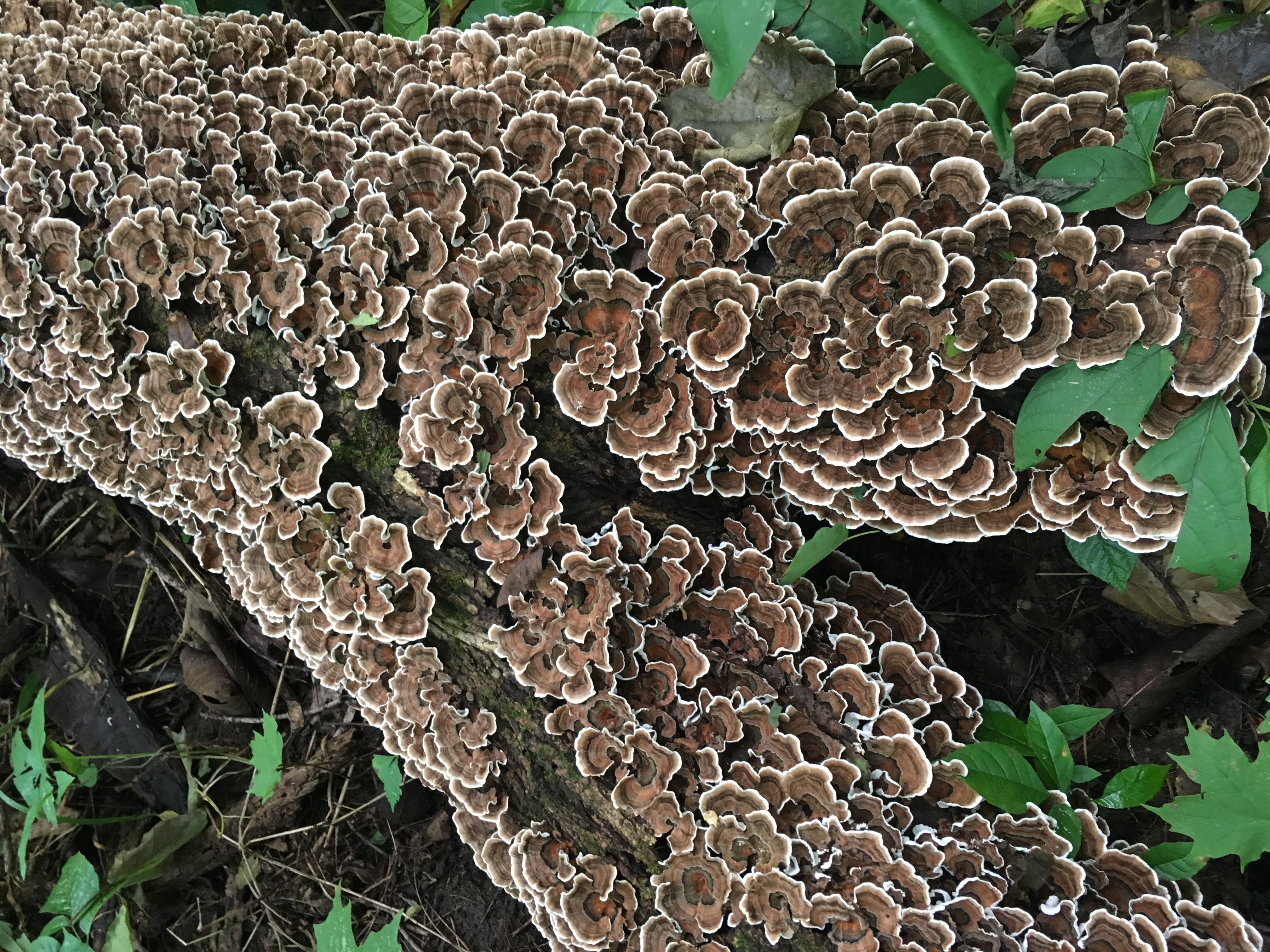 [image description] a fallen tree sits on the ground encrusted with turkey tail mushroom-- a medicinal mushroom. 