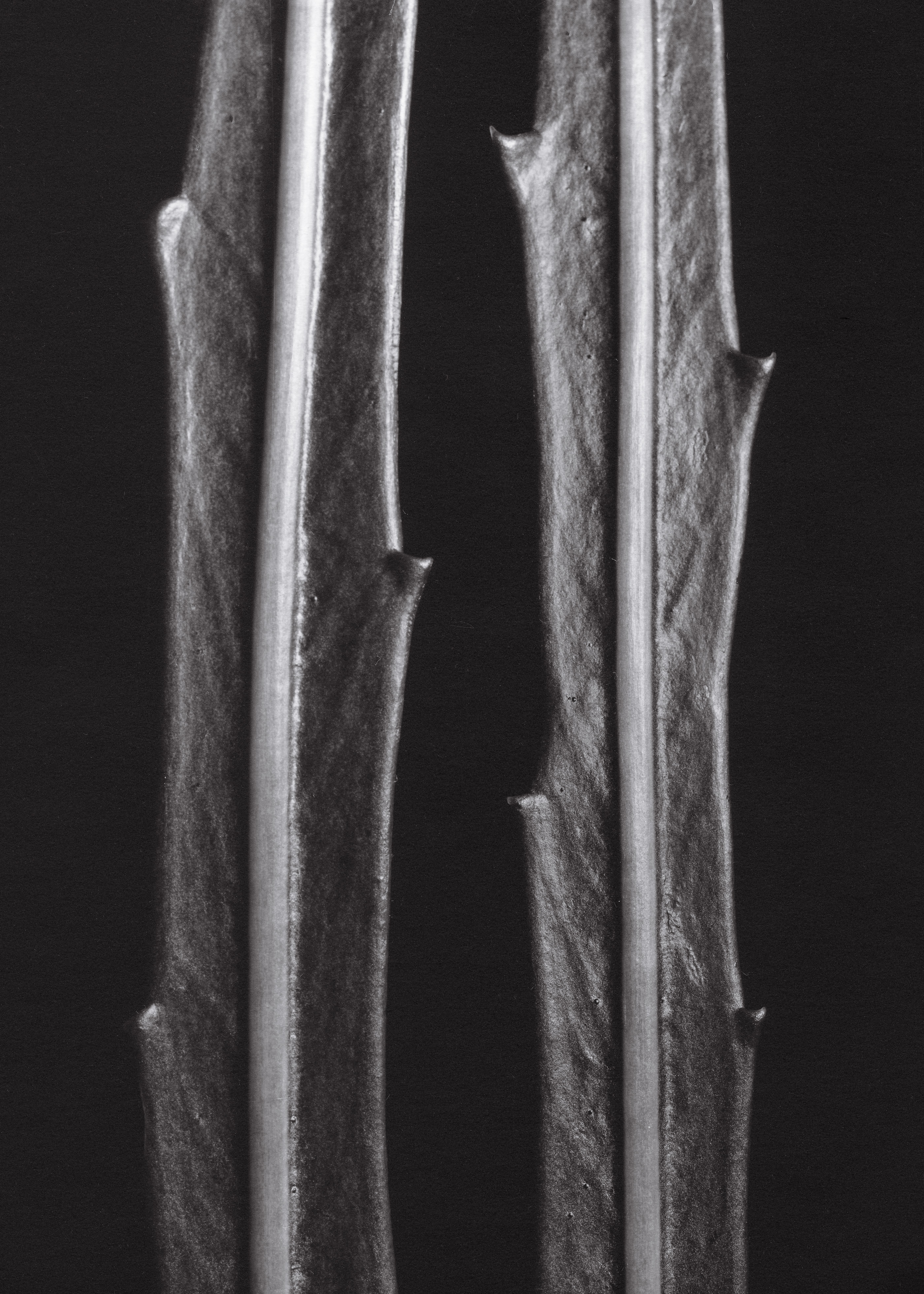 Lancewood - Pseudopanax crassifolius leaf