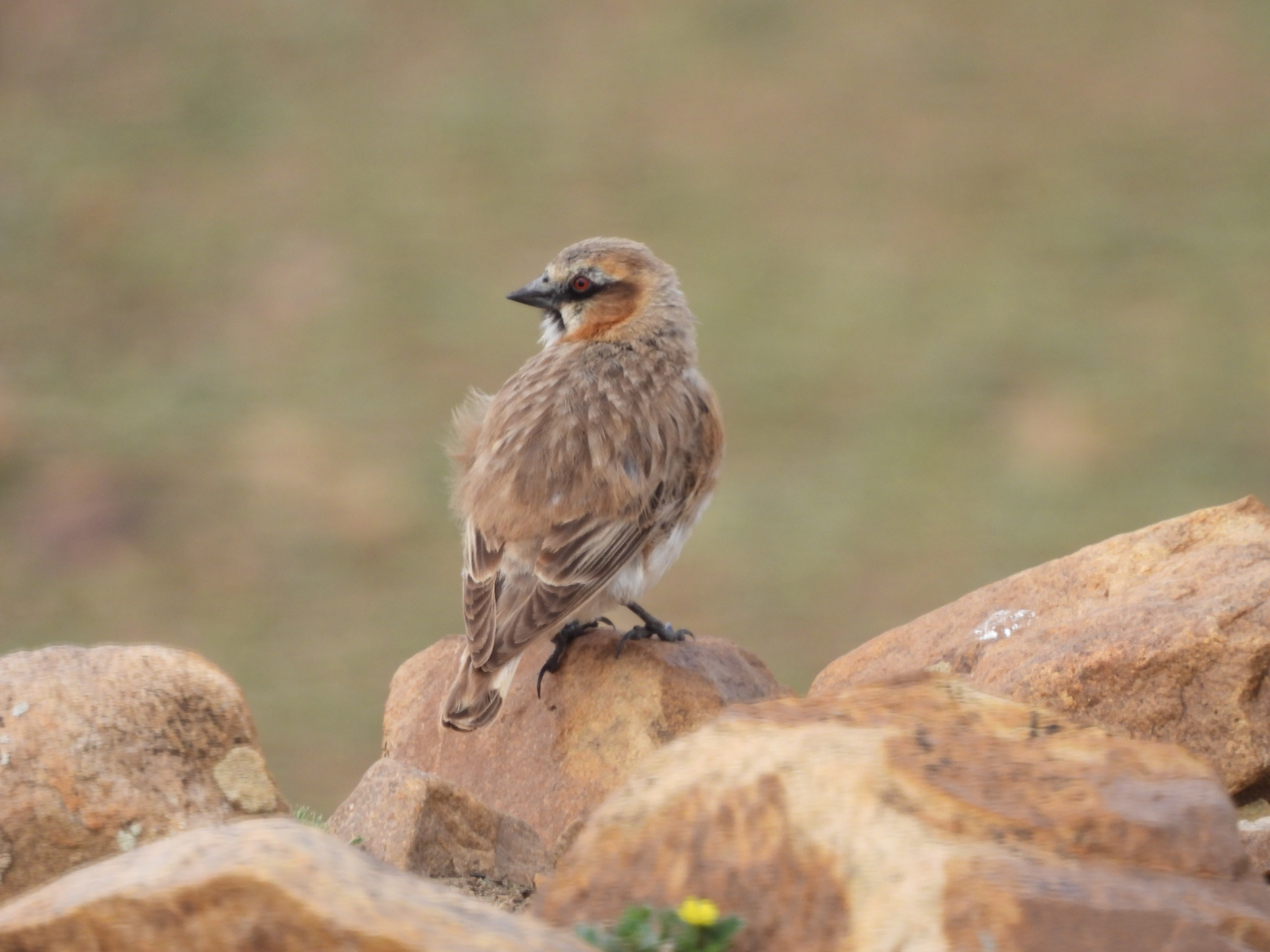 褐翅雪雀 Black-winged Snowfinch