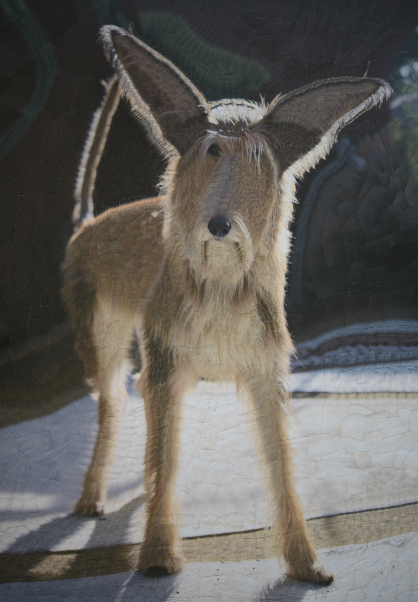 Tater, 2020, 11.5 x 16.5 inches 