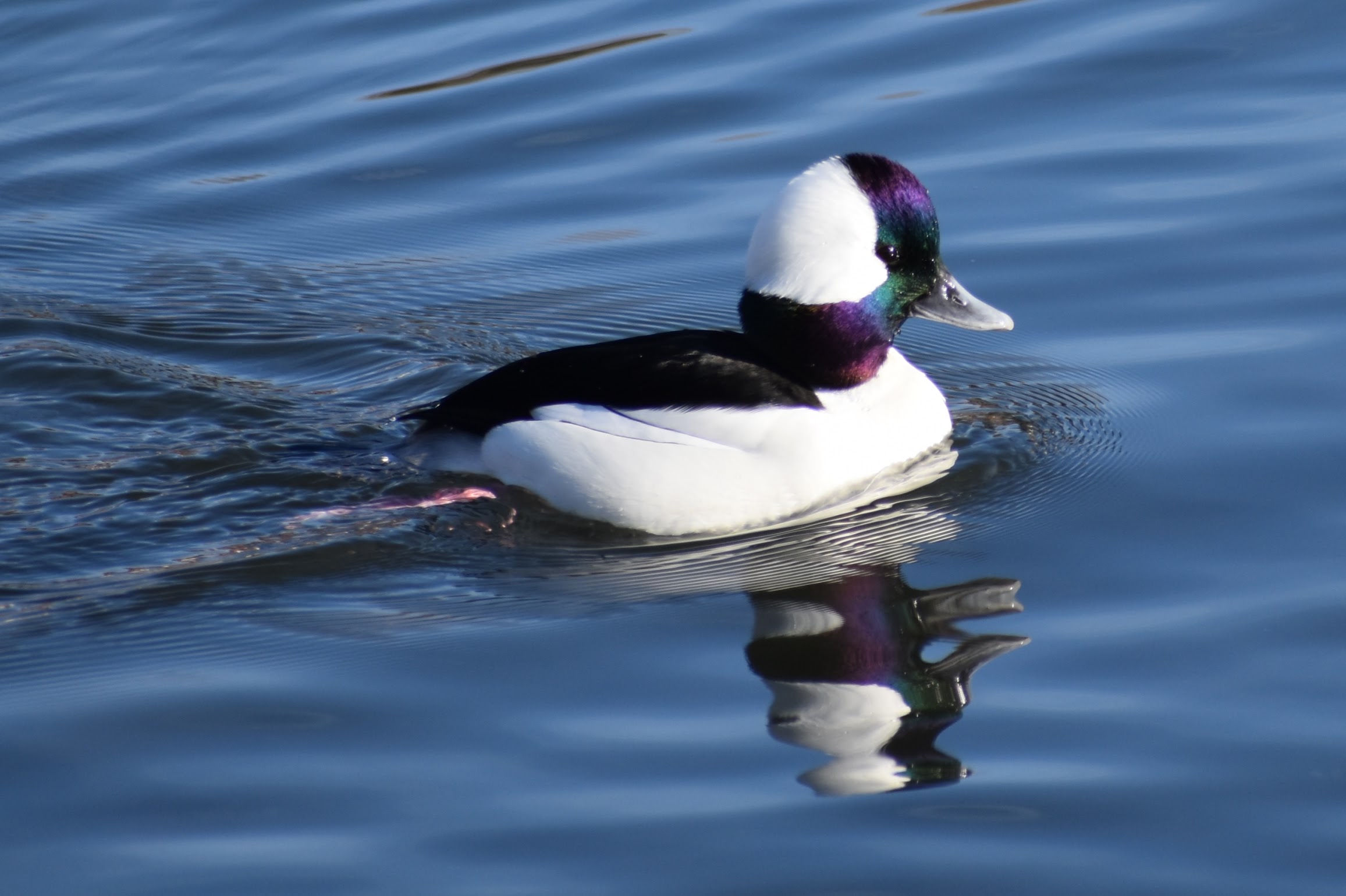 Bufflehead, Oakland, CA