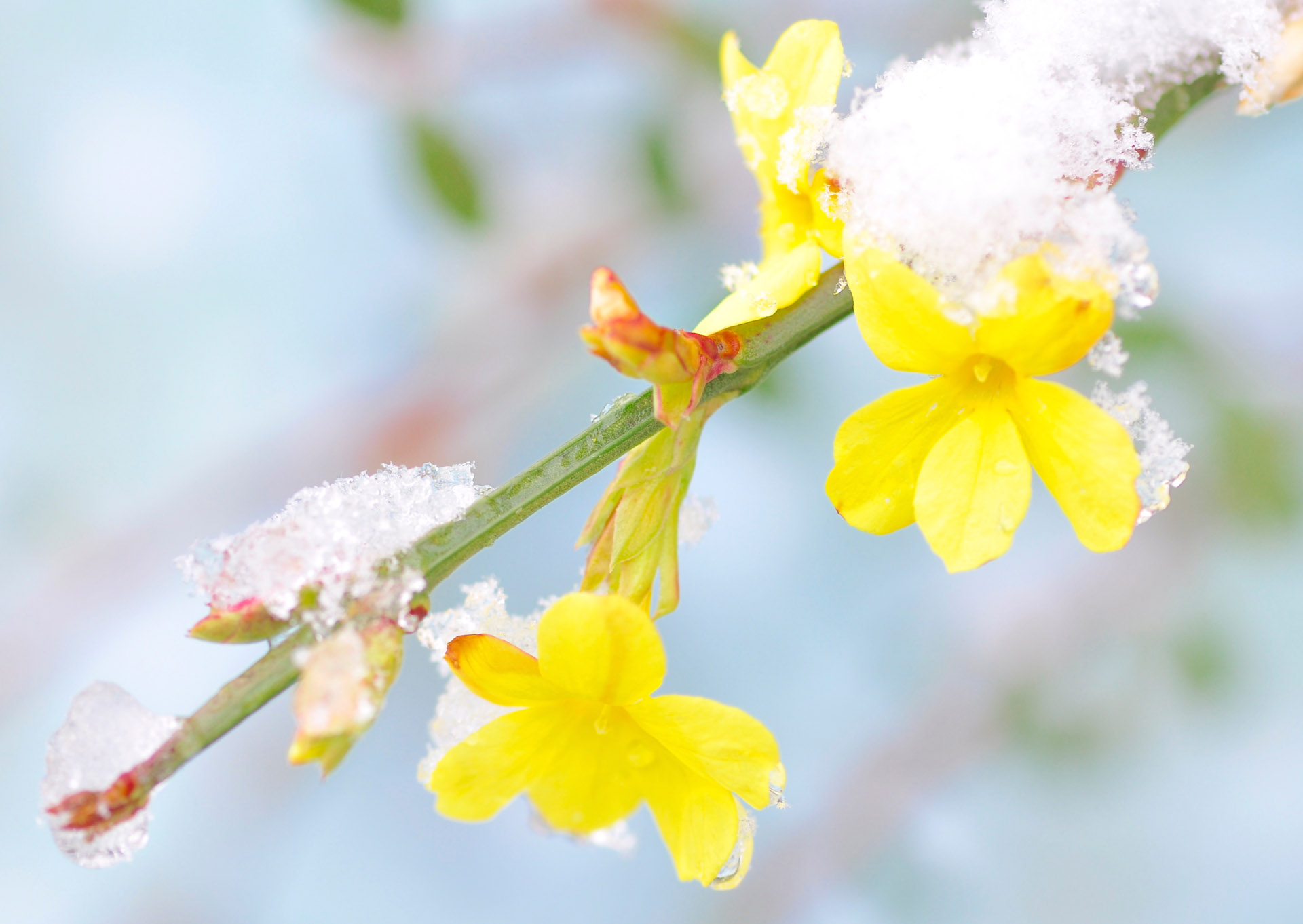 Nr. 282  Winterjasmin