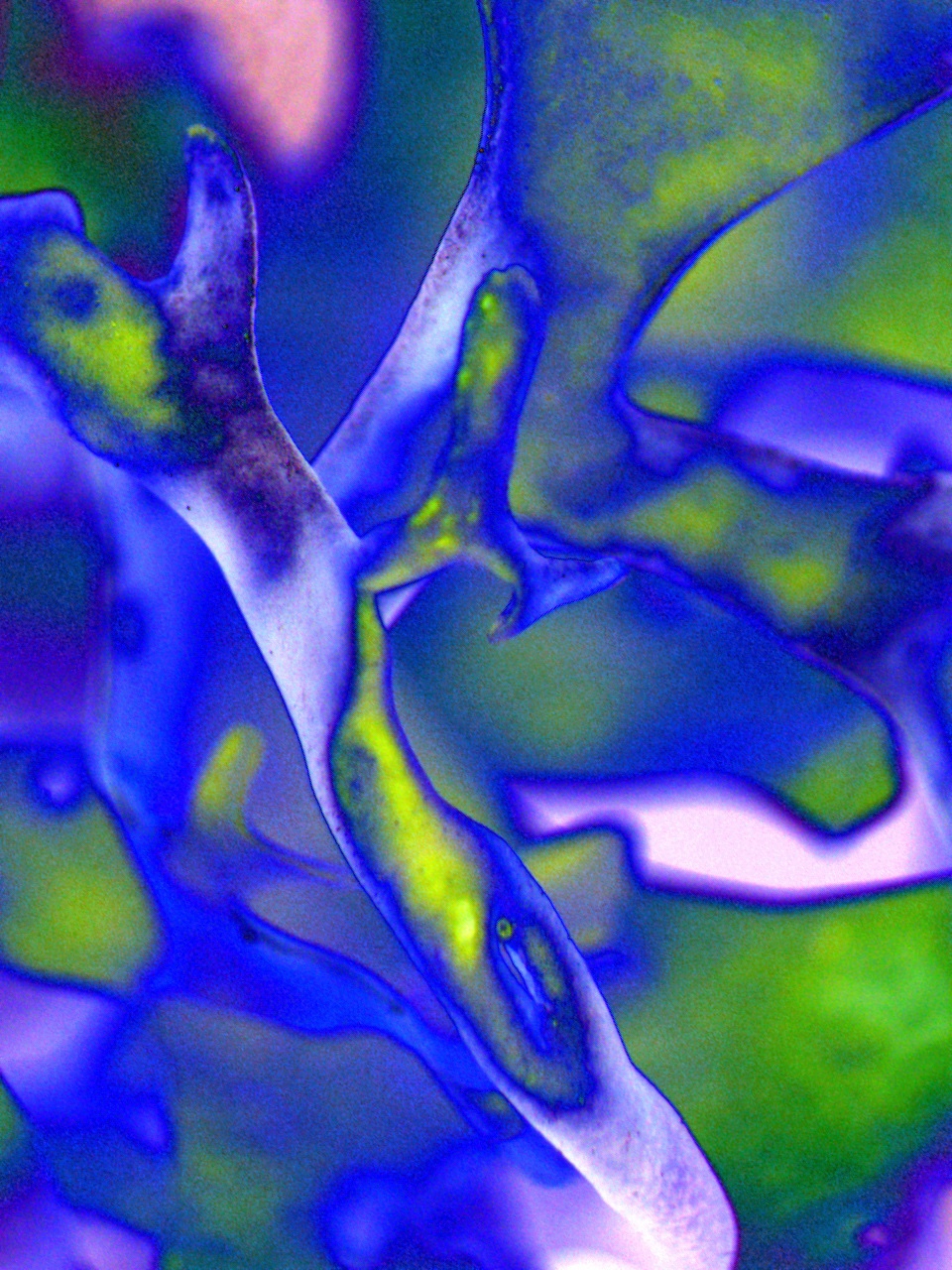 Aster Reem David, images from an ongoing series &rsquo;TheMicroLab&rsquo;. Image courtesy of the artist.