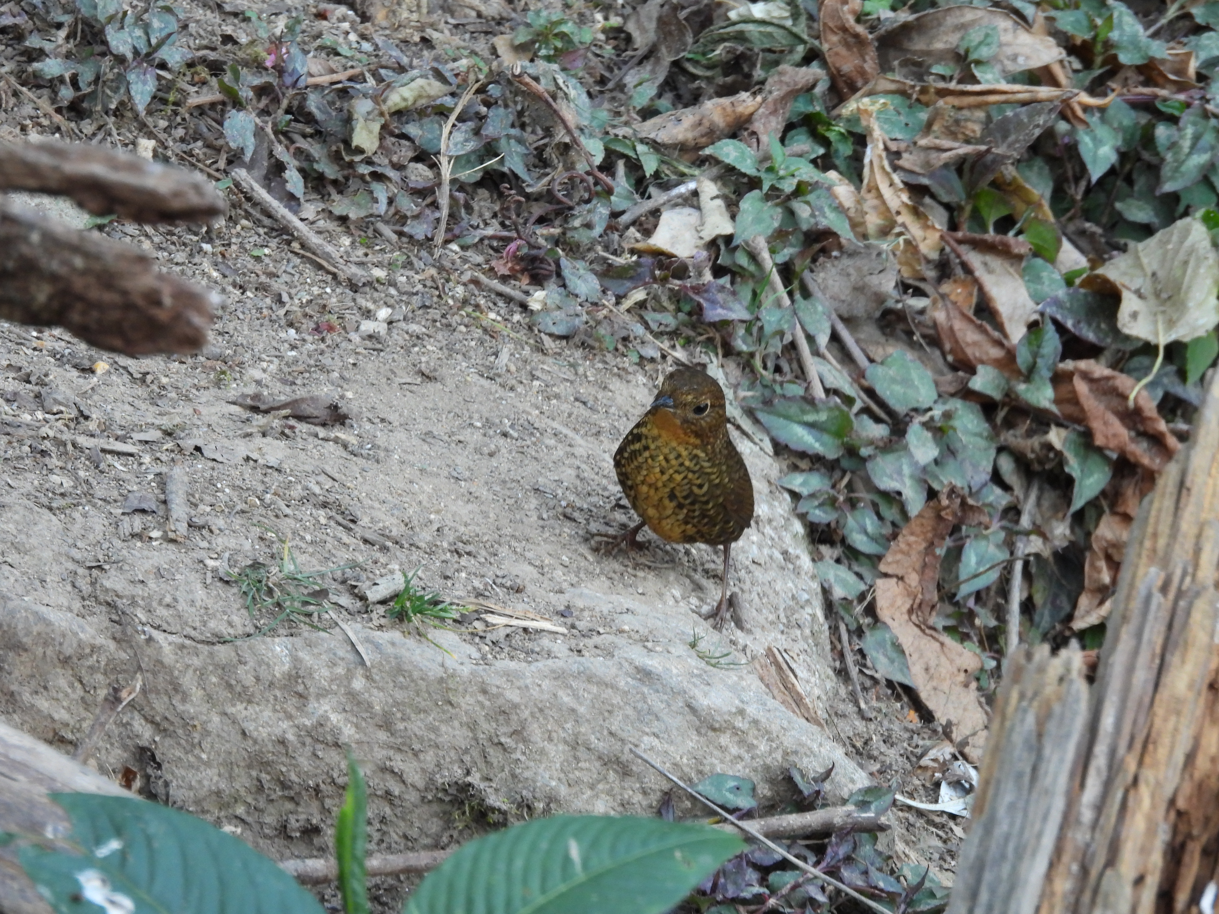 小鳞胸鹪鹛 Pygmy Cupwing