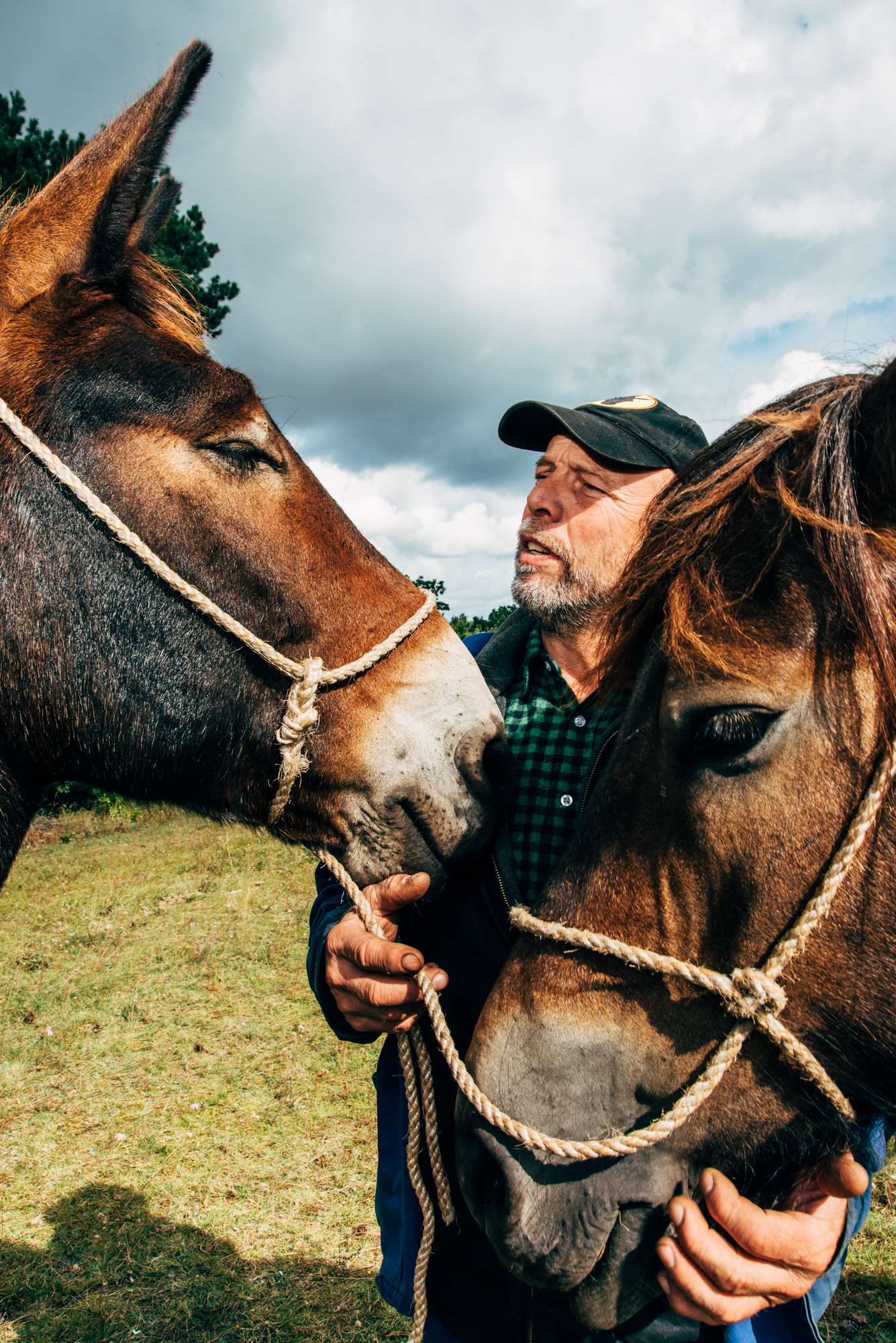 Achim Rensch arbeitet mit seinen Kaltbl&uuml;tern und Maultieren in den W&auml;ldern Brandenburgs