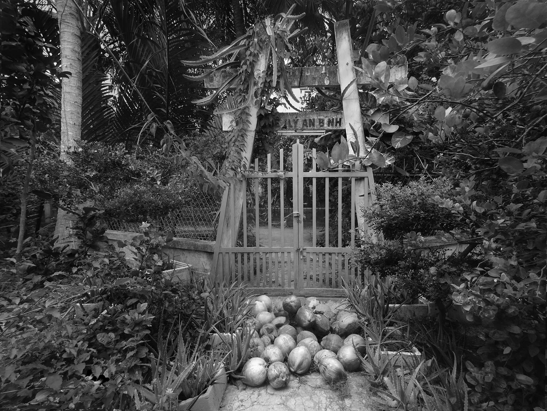 Coconuts 2/5, 2019, carbon print, 20 × 30 cm