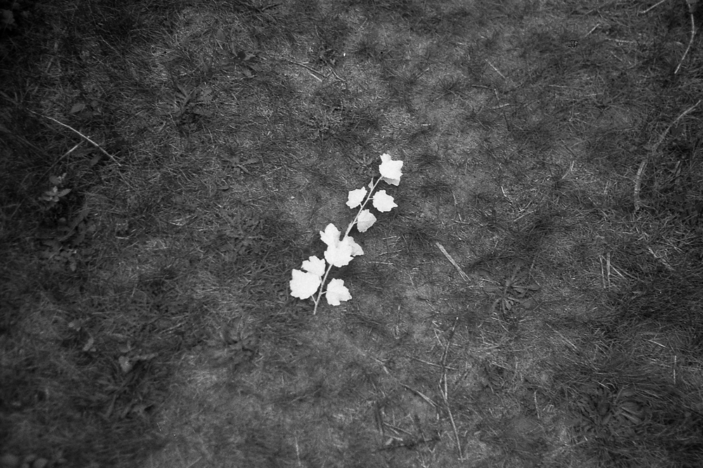 Brighton, Massachusetts, 8/2020