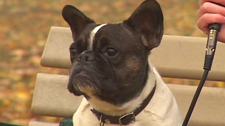 Dan Edmonds - 'All Things Will' feat. Luka Kuplowsky and Dorothea Paas (music video)