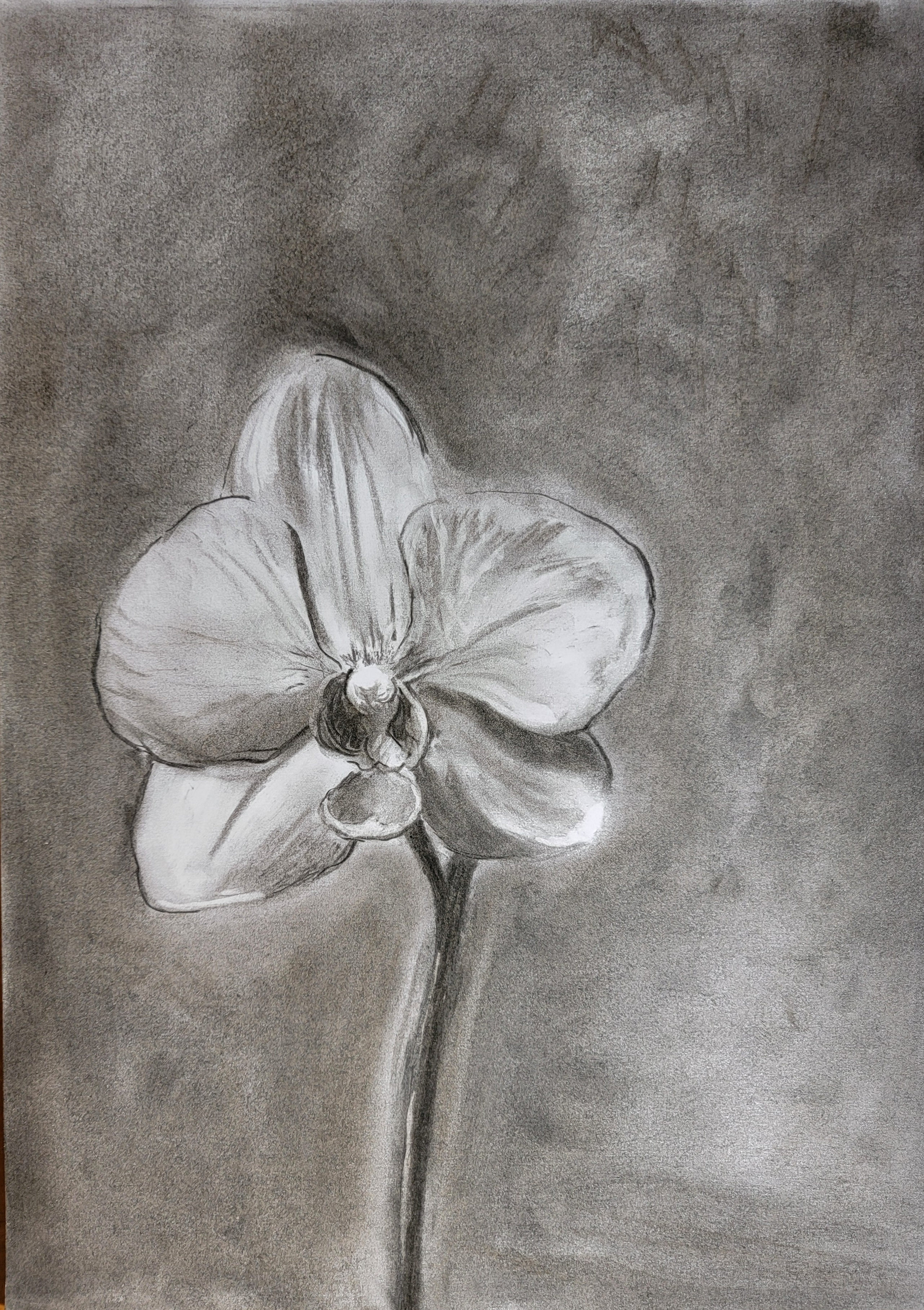 Orchid (2024) | Charcoal on paper