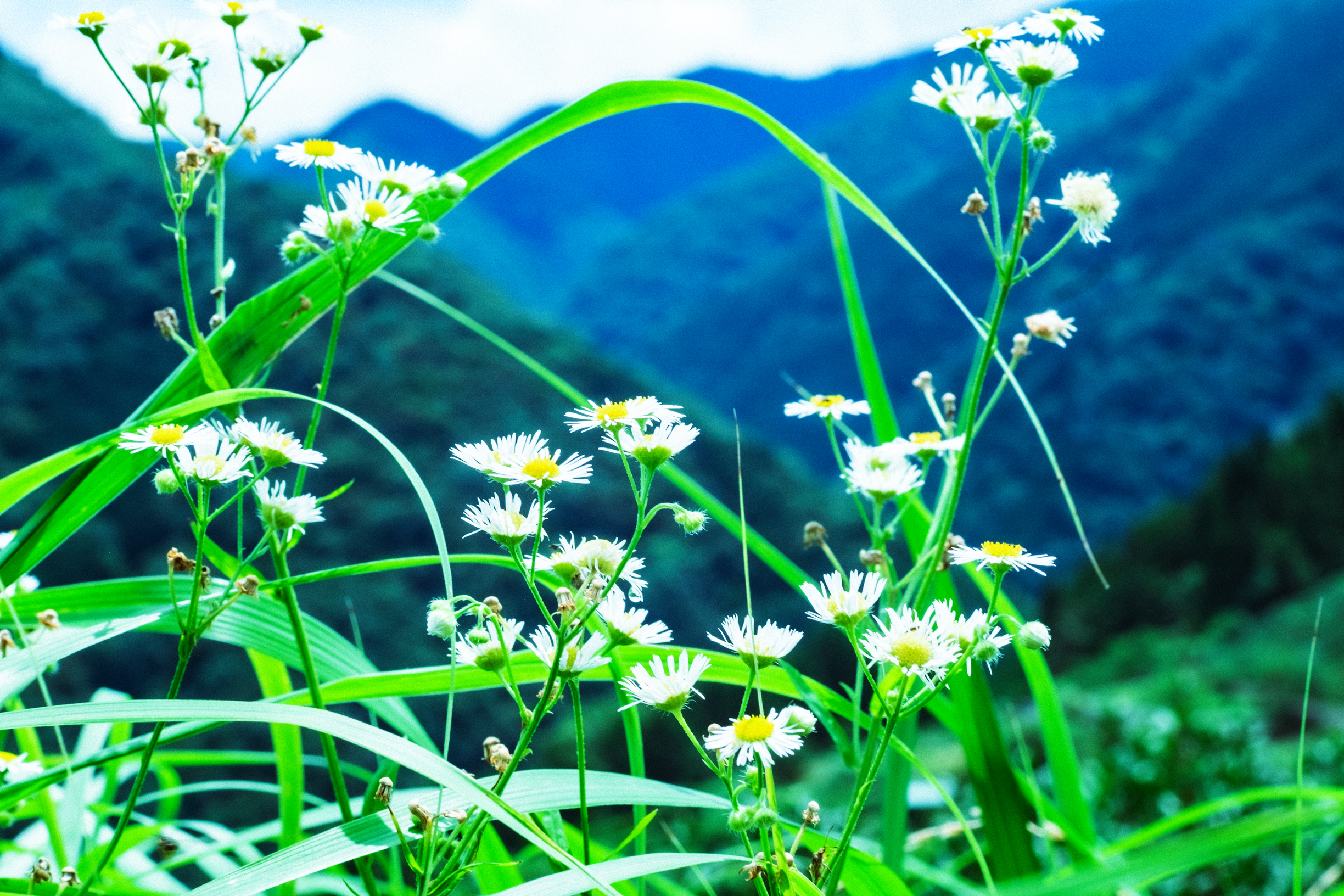 Tea fields on the side of the mountains in Japan