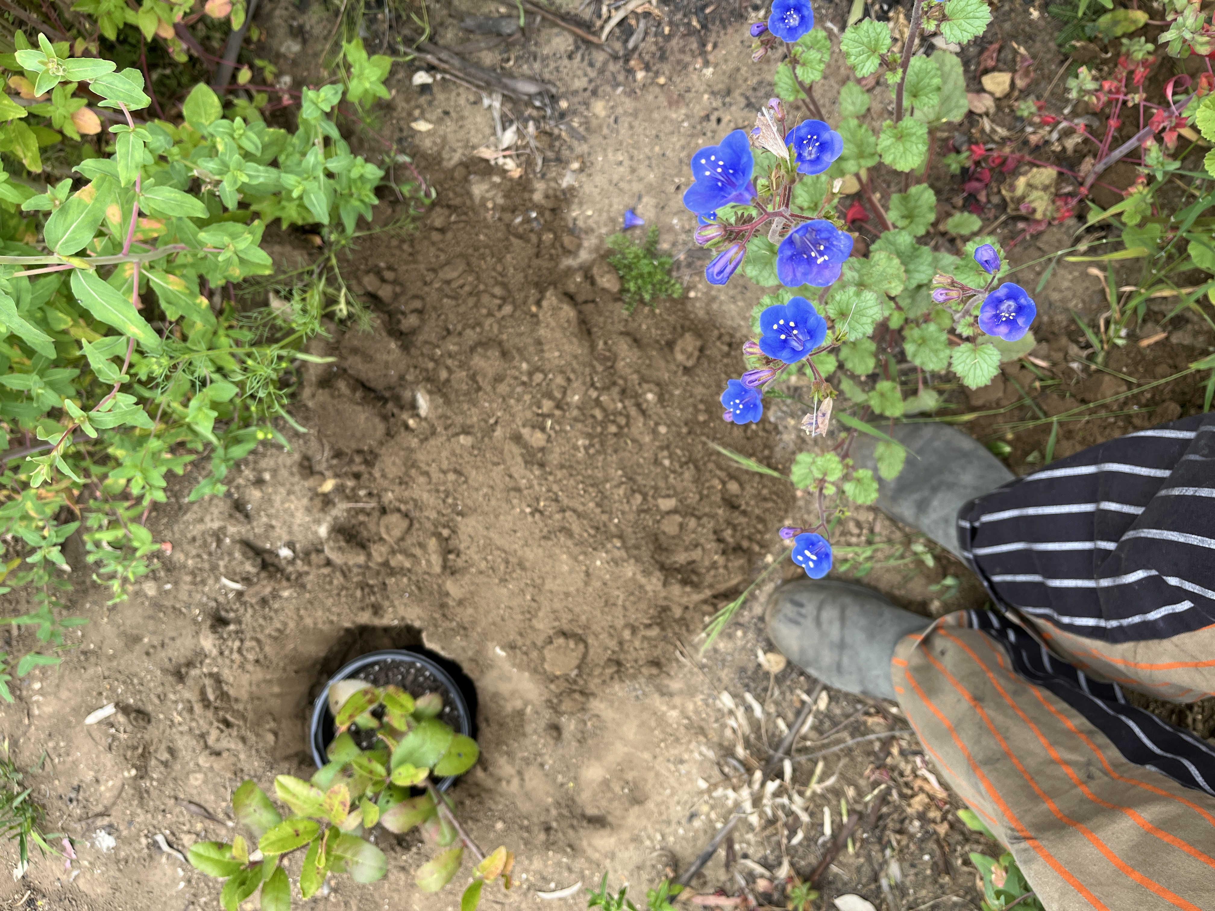 California Bluebells (Phacelia campanularia)