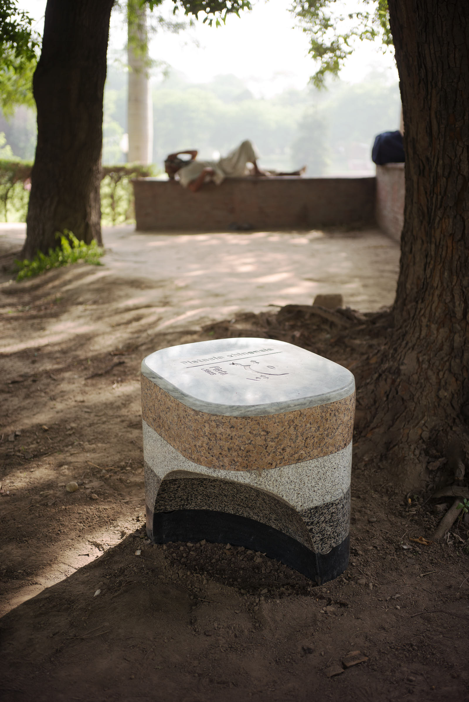 Paivasta/Rooted, Bagh-e-Jinnah, Lahore, Pakistan (Detail)