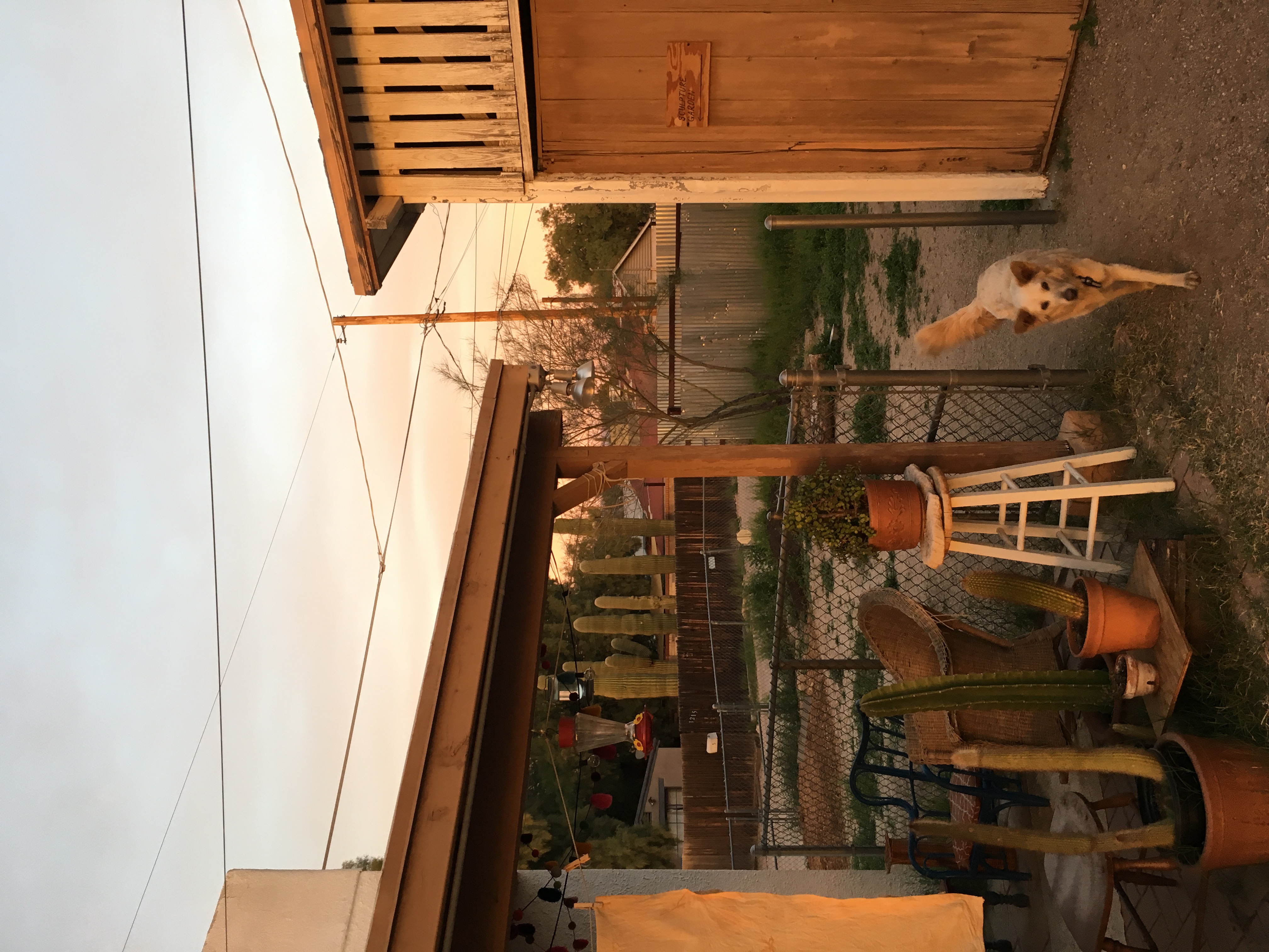 George in the yard at sunset.