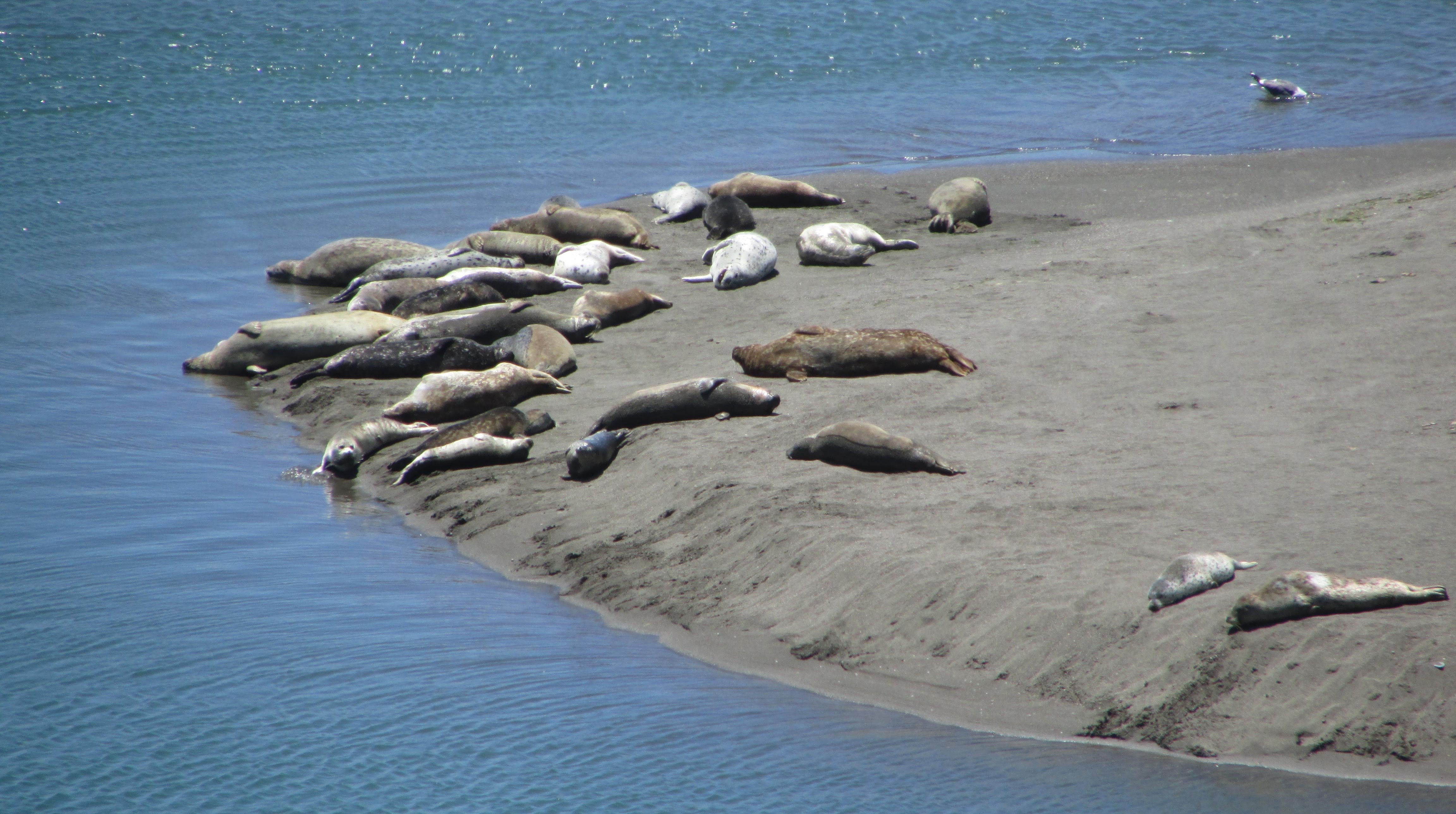 Harbor Seals, Jenner, CA
