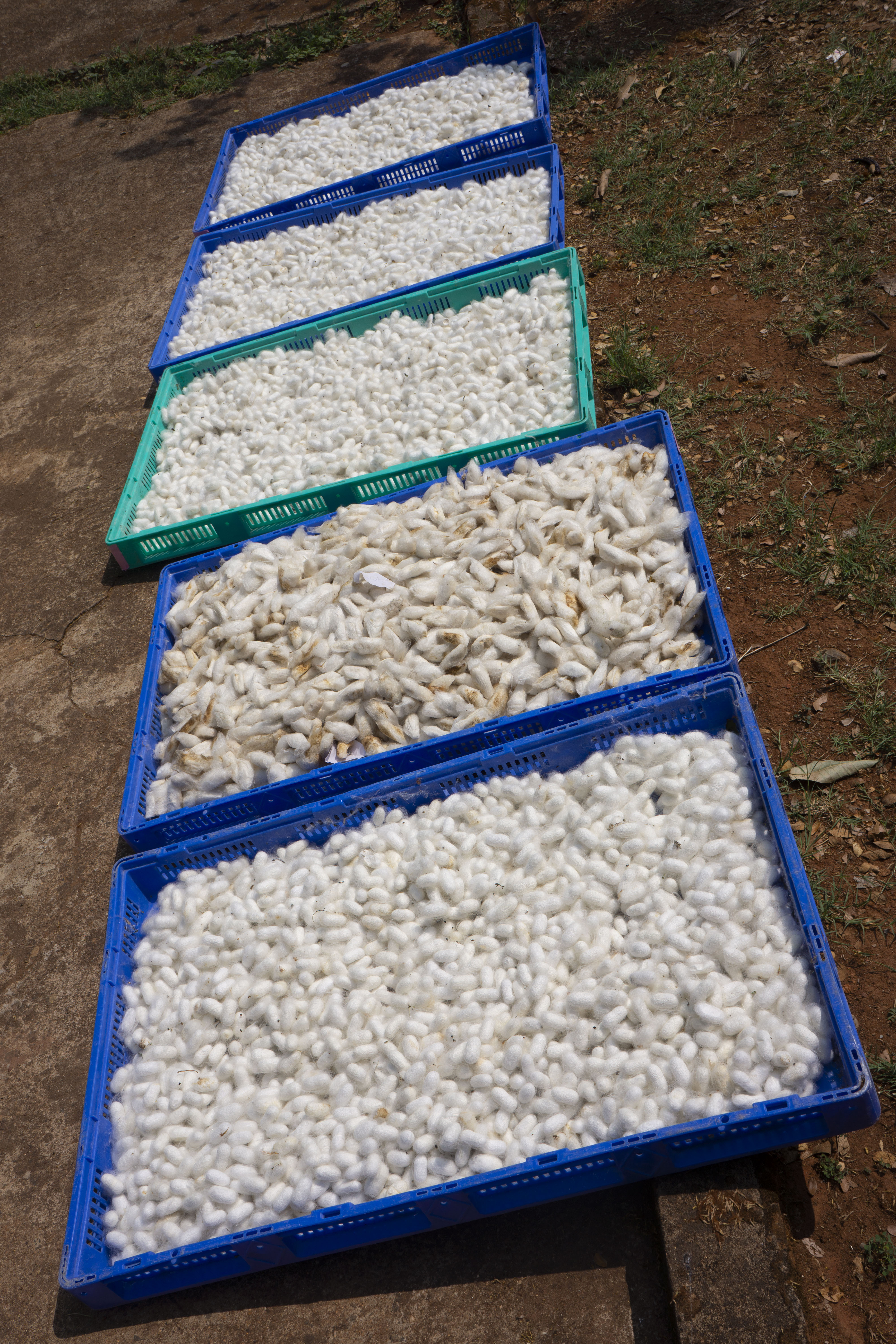 The harvested silk cocoons are collected into plastic bins.
