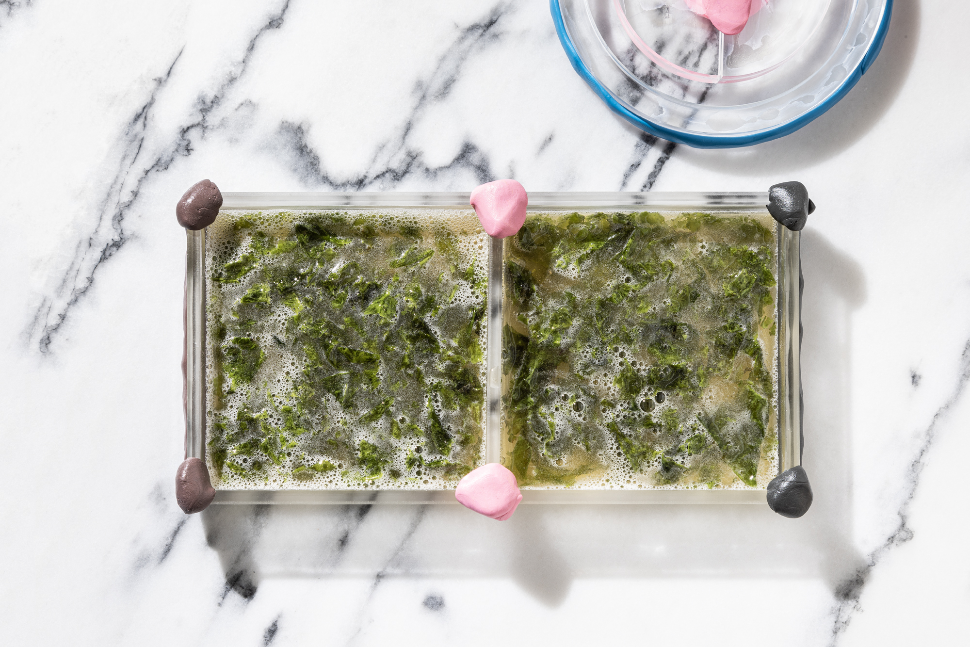 BIO KIT FOR Atlantic Futures