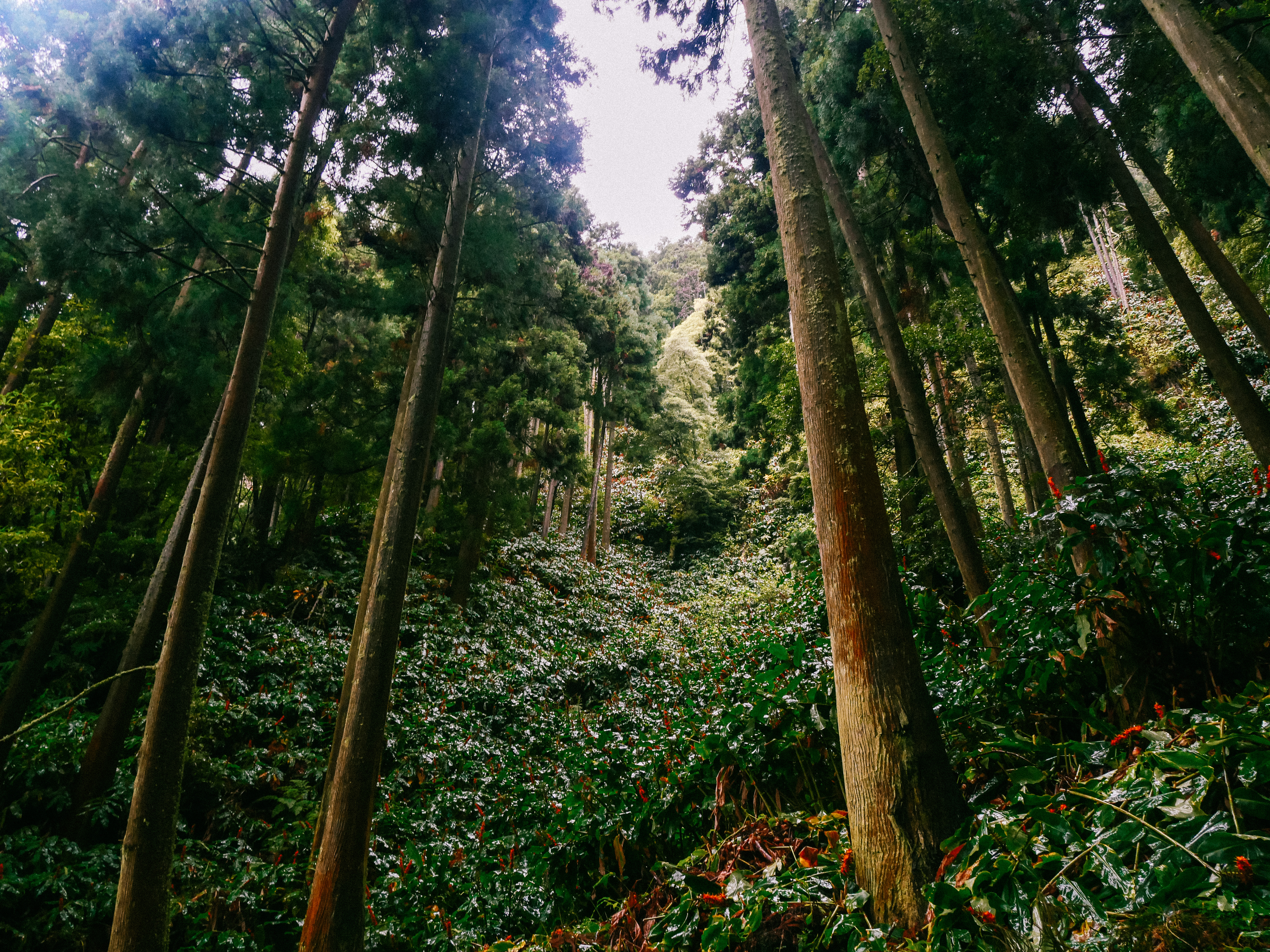 Visiting Sao Miguel island in wintr