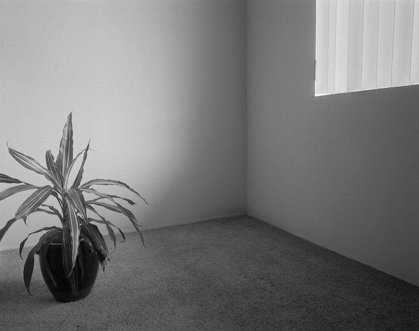 Dracaena, 2013