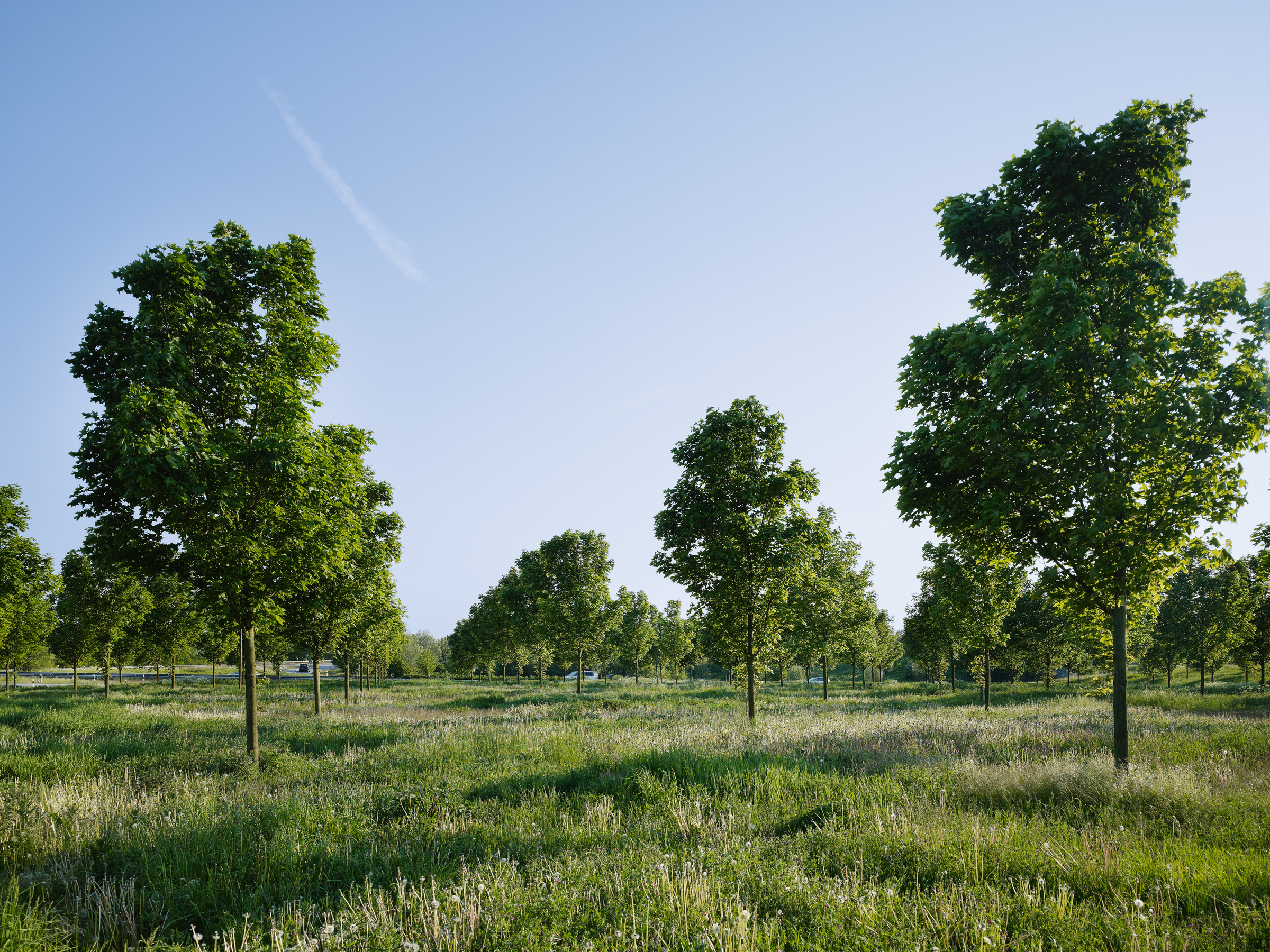 A20 bei Lübekck. Kunde: TGP Landschaftsarchitektur.
