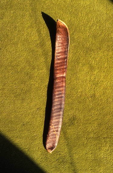 Semilla grande, pigment print, 29x21cm