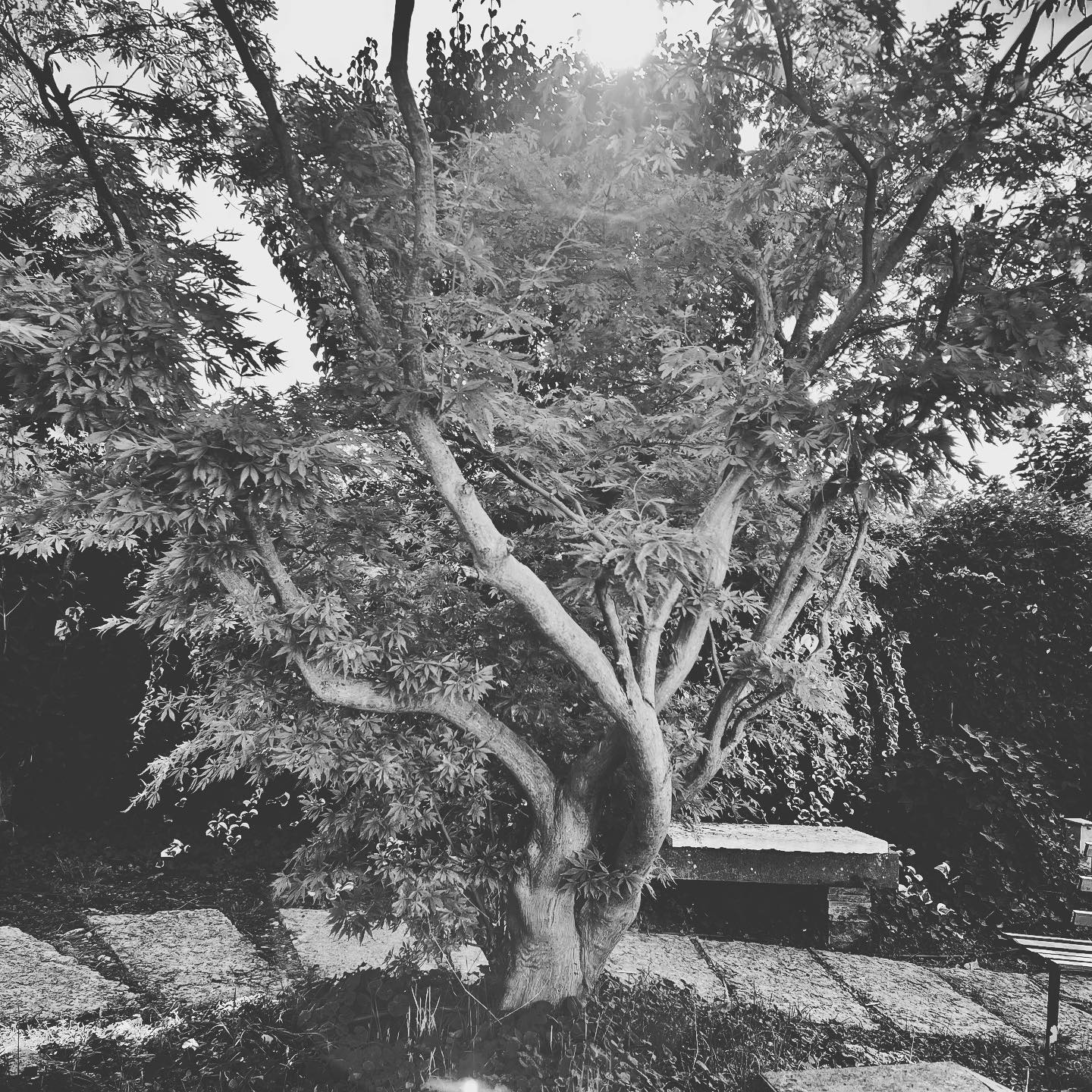 Acero giapponese, Bologna, 12-10-22