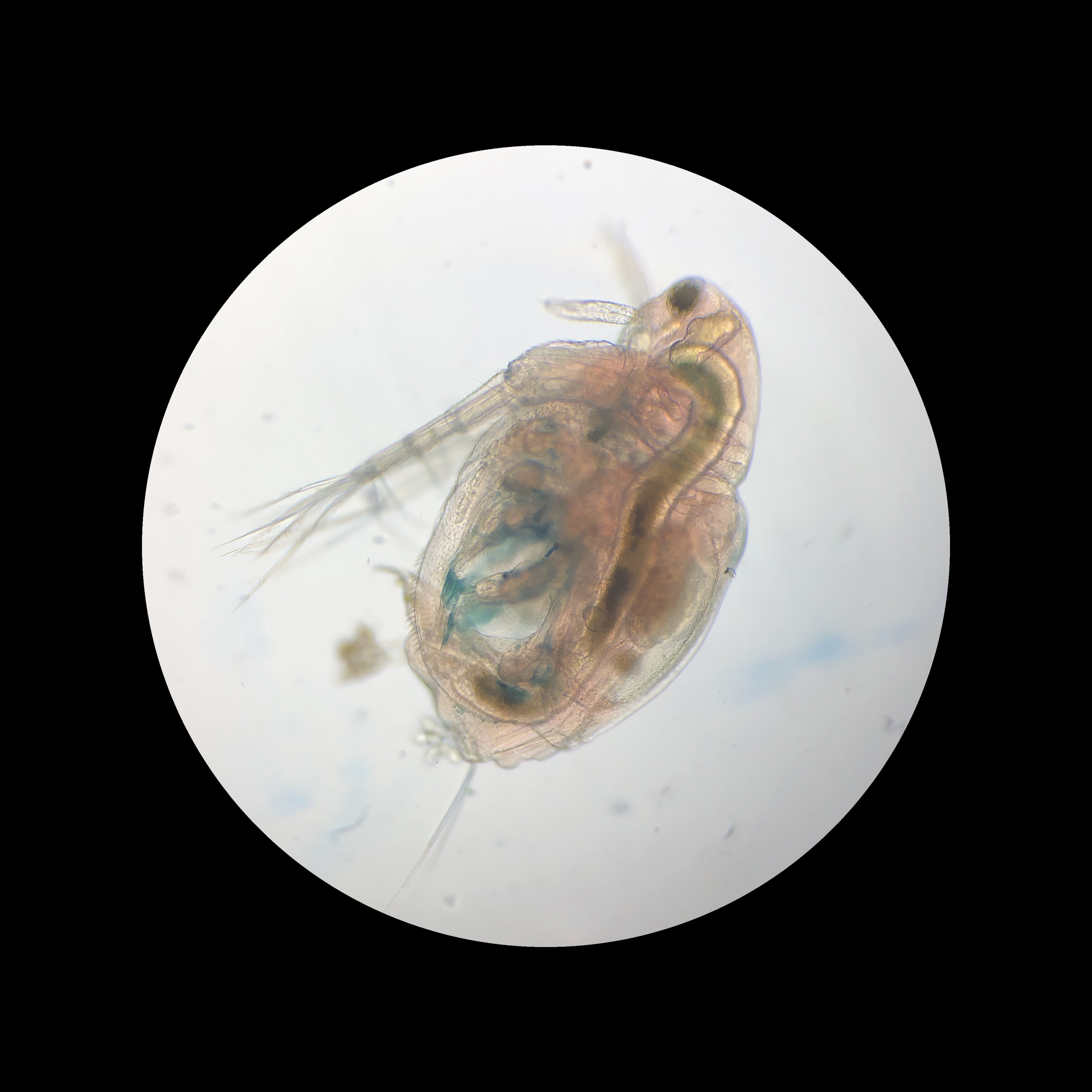Daphnia pulex
