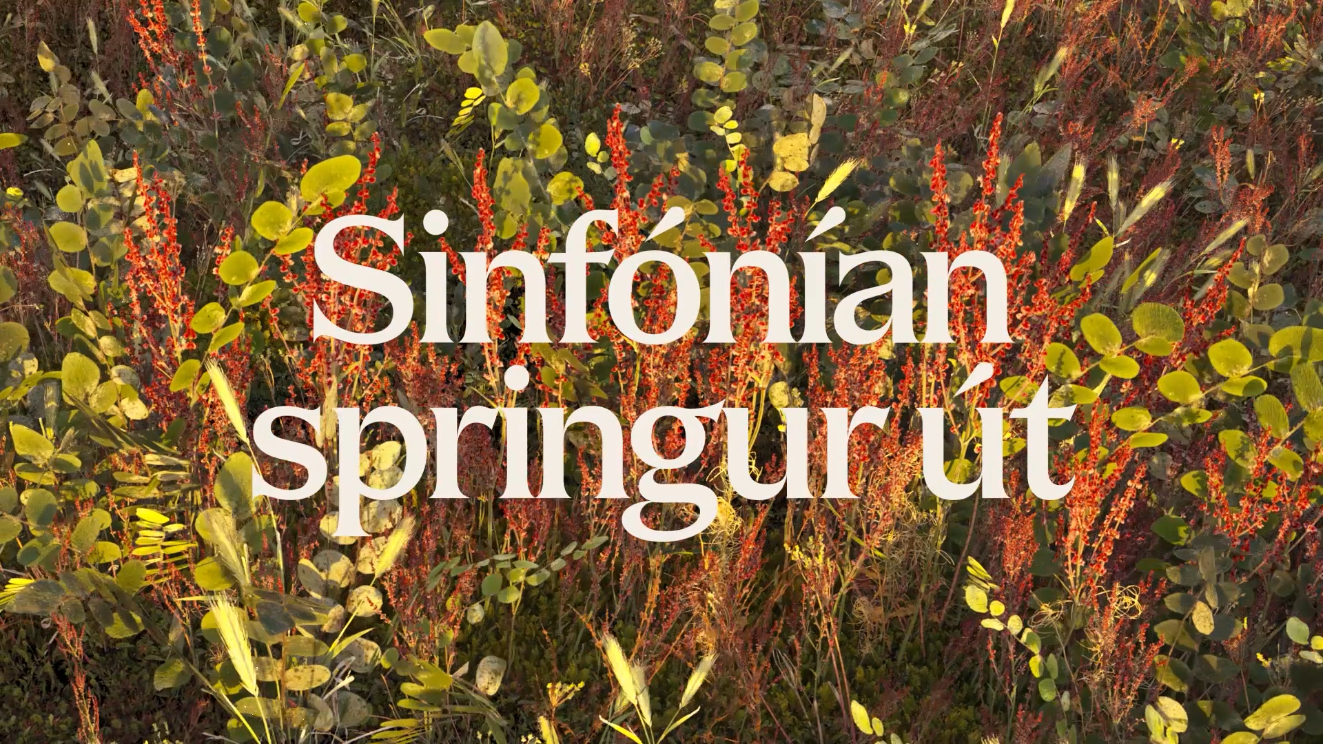 Sinfóníuhljómsveit íslands