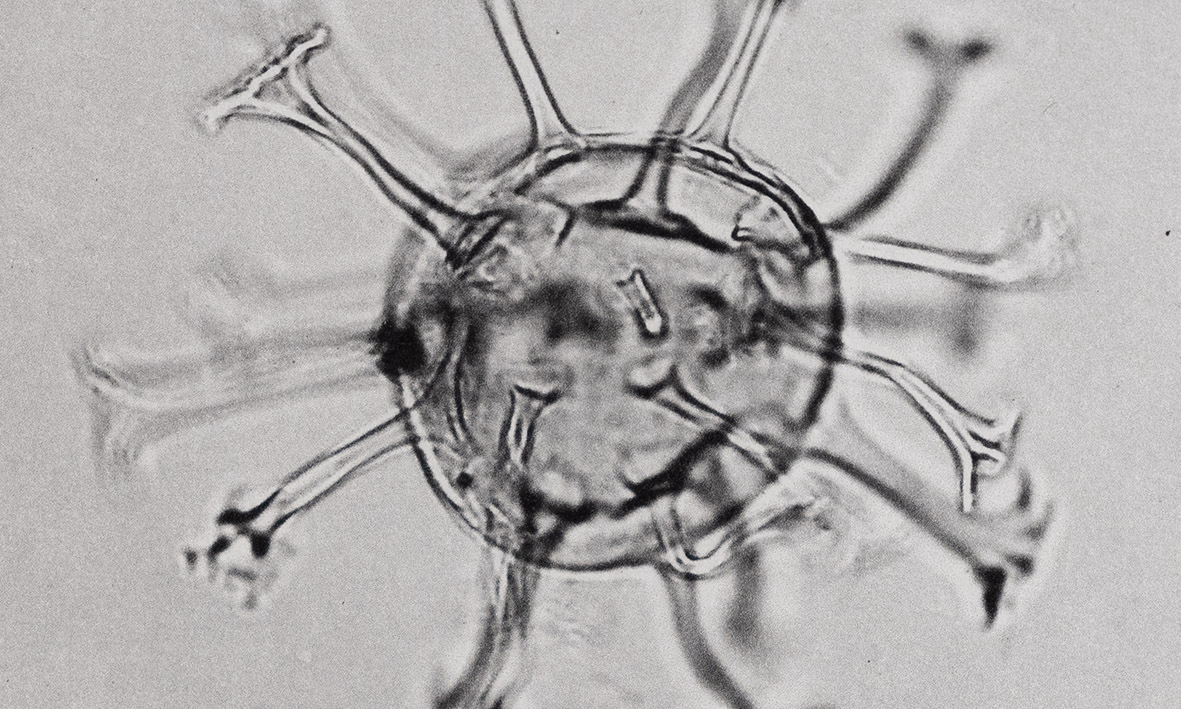 Dinoflagellates