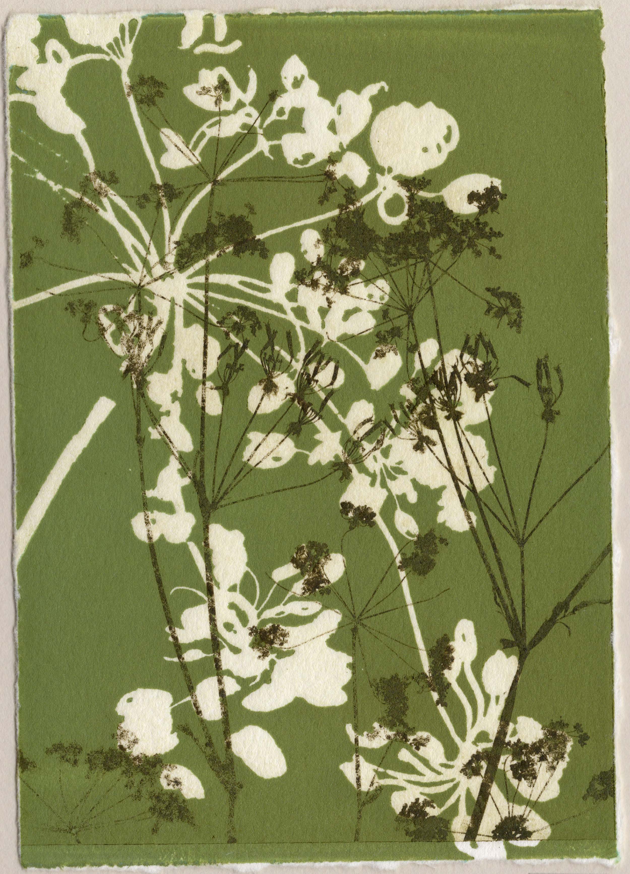 Cow parsley 2