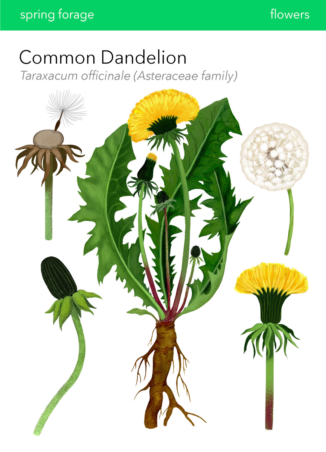 Dandelion in Wild Food Foraging in Your BackyardDigital Print, 2022, 6.5x9&rdquo; 