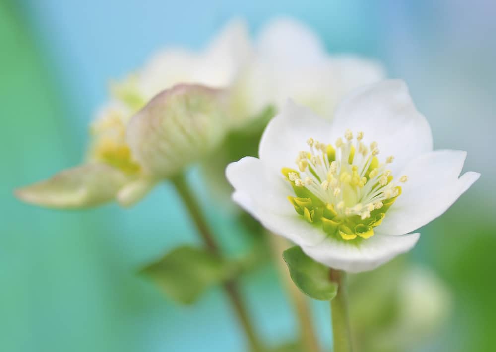 Nr. 158 Schneerose / Christrose / Helleborus niger