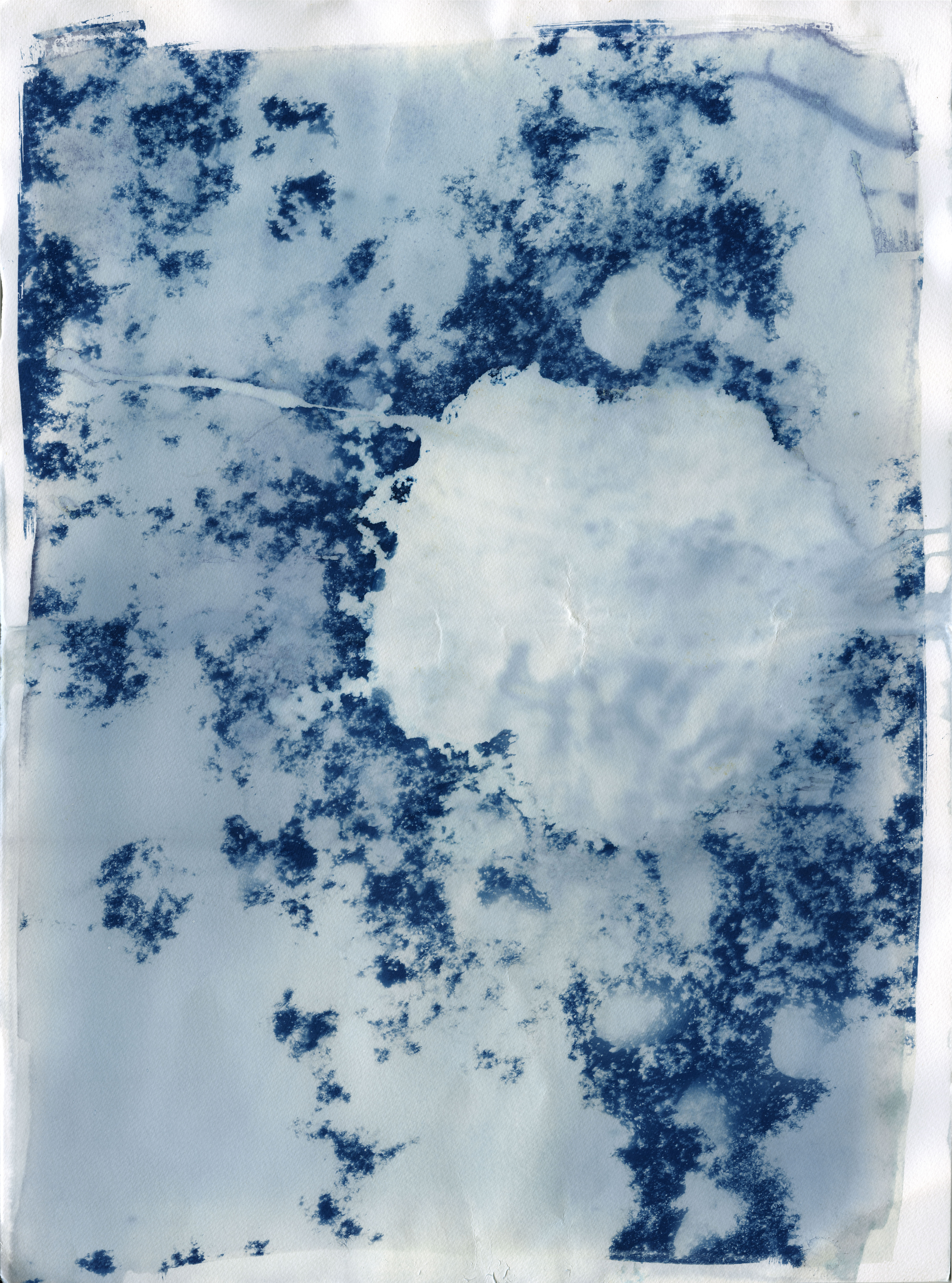 Jellyfish, 2018, 22 inches x 17 inches, Cyanotype