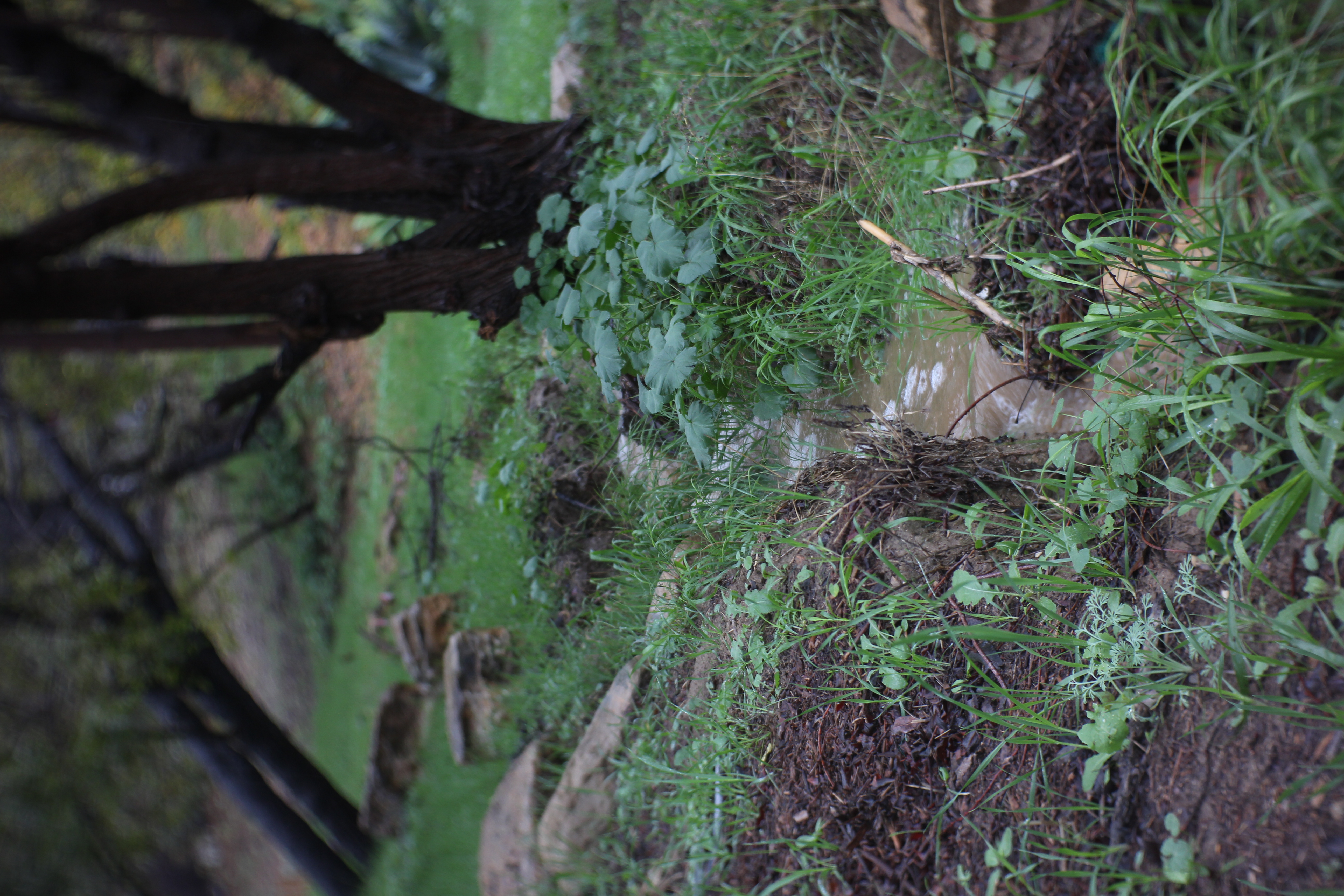 Fig 3.  Water flowing through the Riparian Plot November, 2025