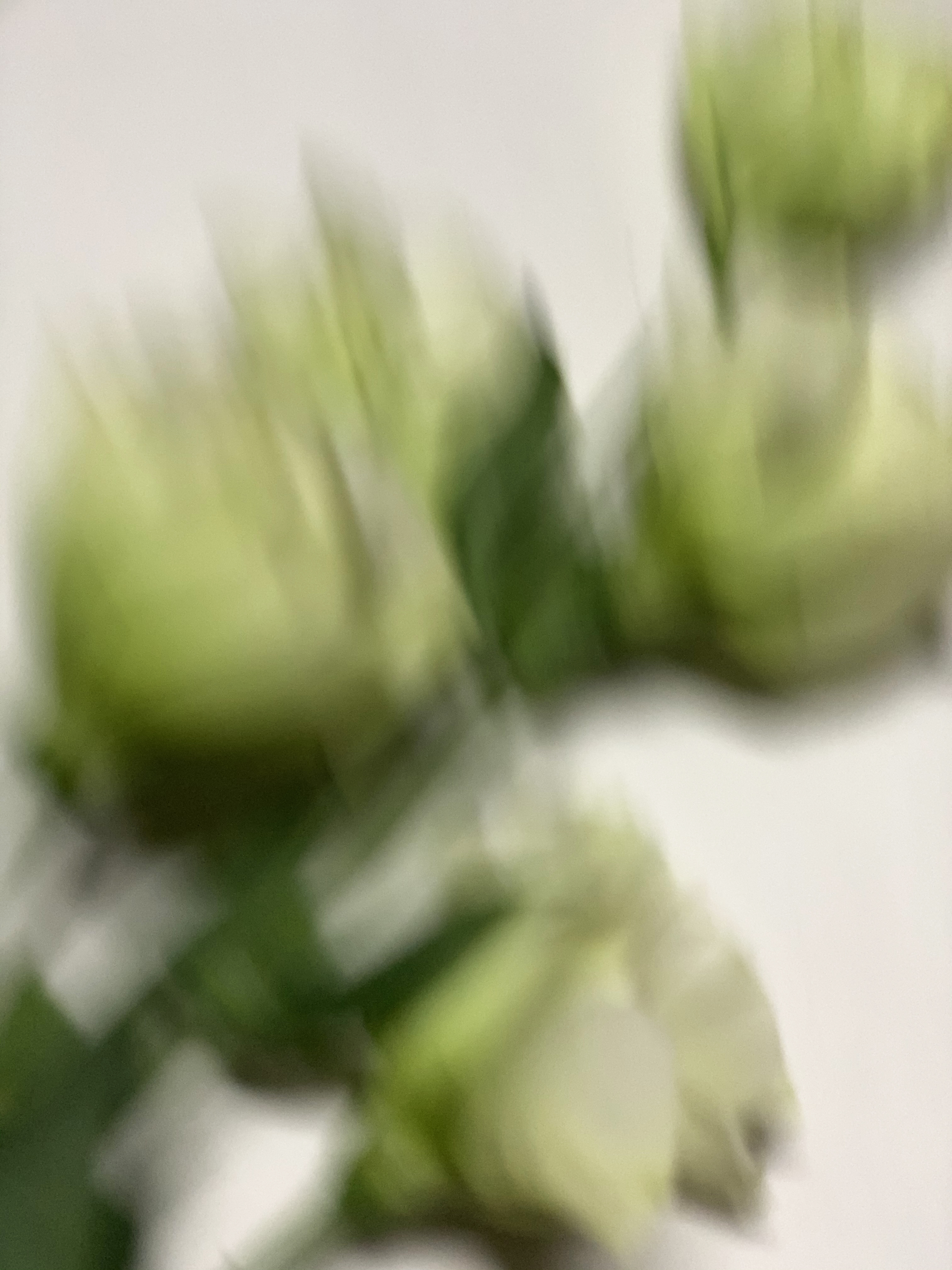 Colour Project: about ephemerality