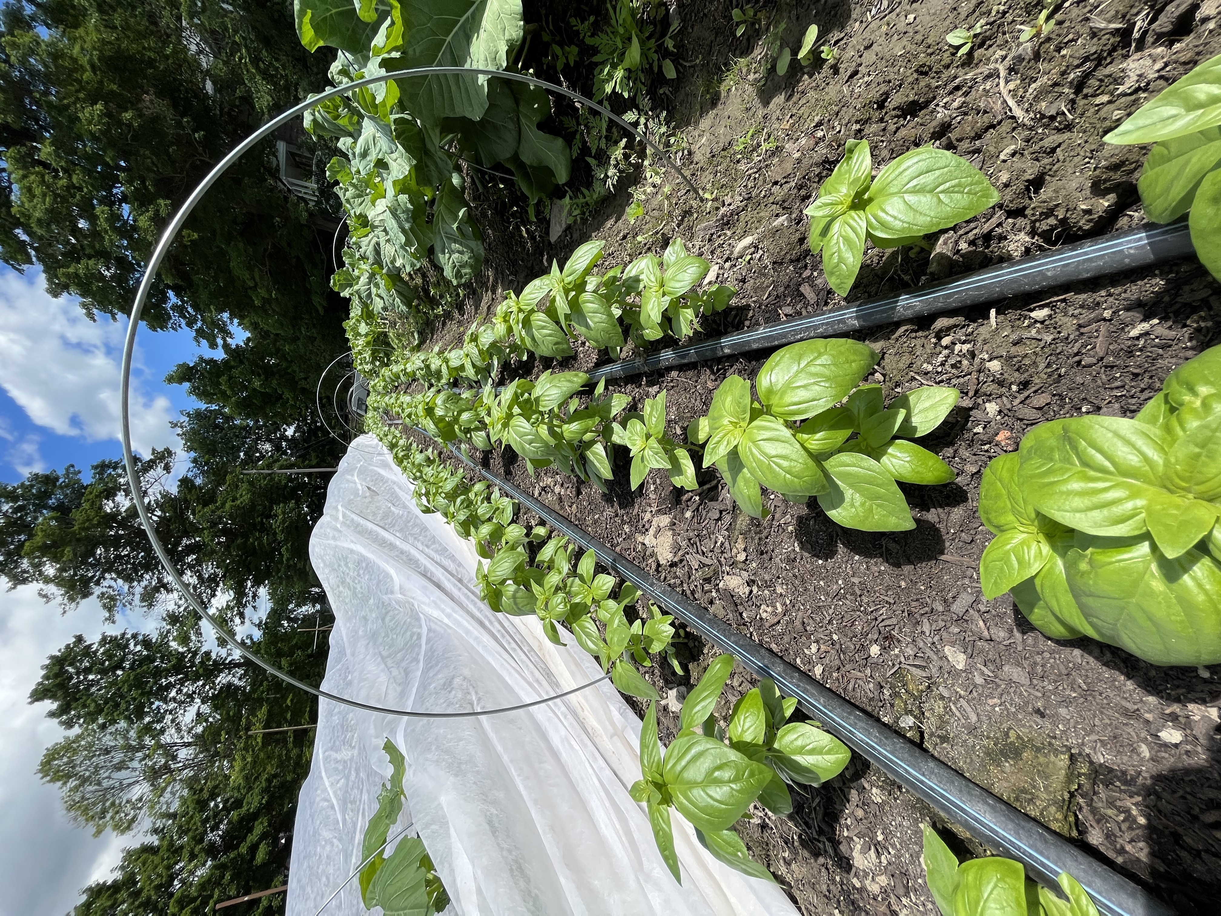 basil