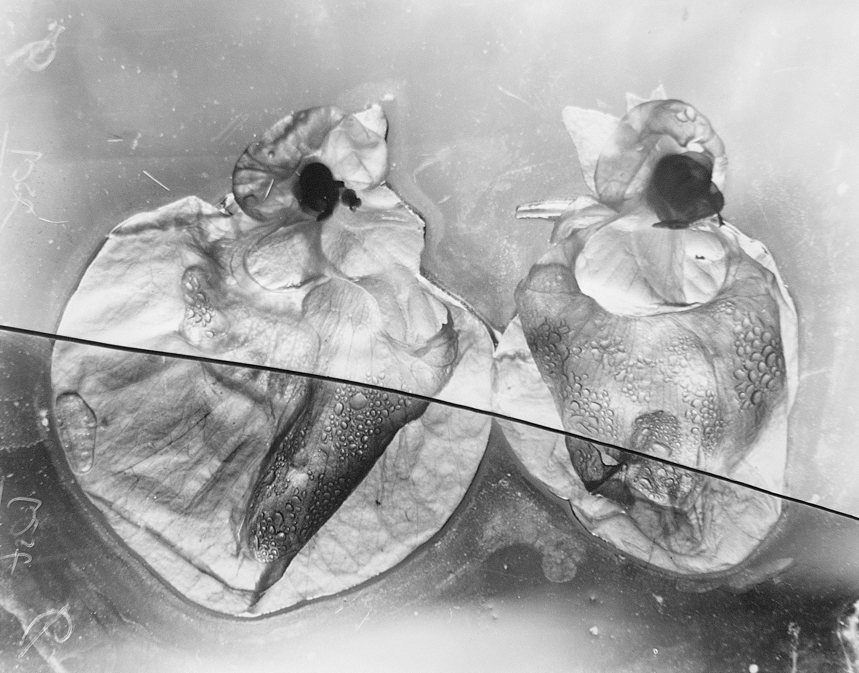 Untitled | 1016 x 1270 mm 40 x 50 inches (approx) | silver gelatin hand print 