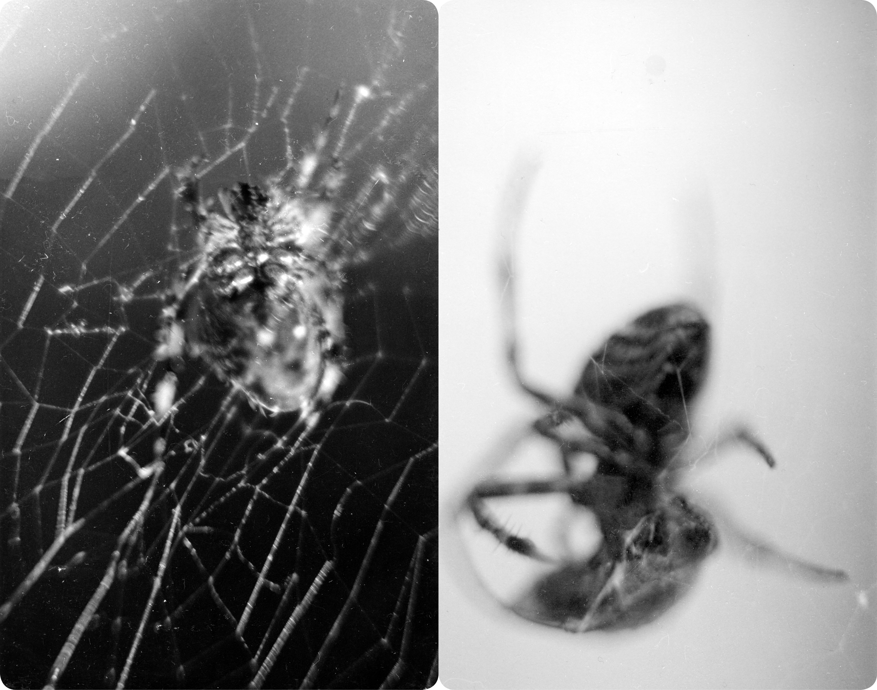 Untitled (S.P 3, 4 dialogue) (3.5 x 5.5”) Silver-Gelatin print. 2018